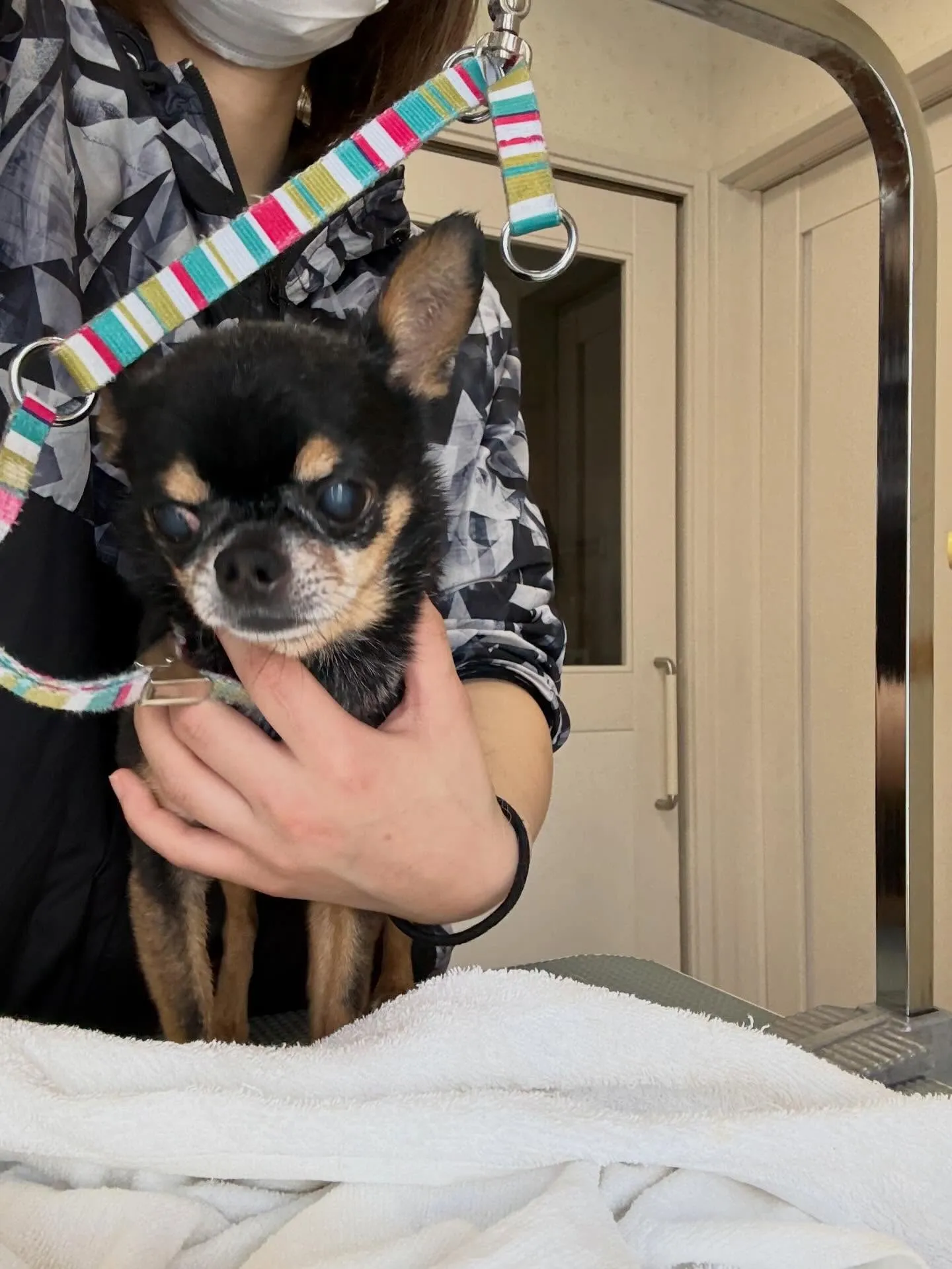 犬のシャンプー🫧