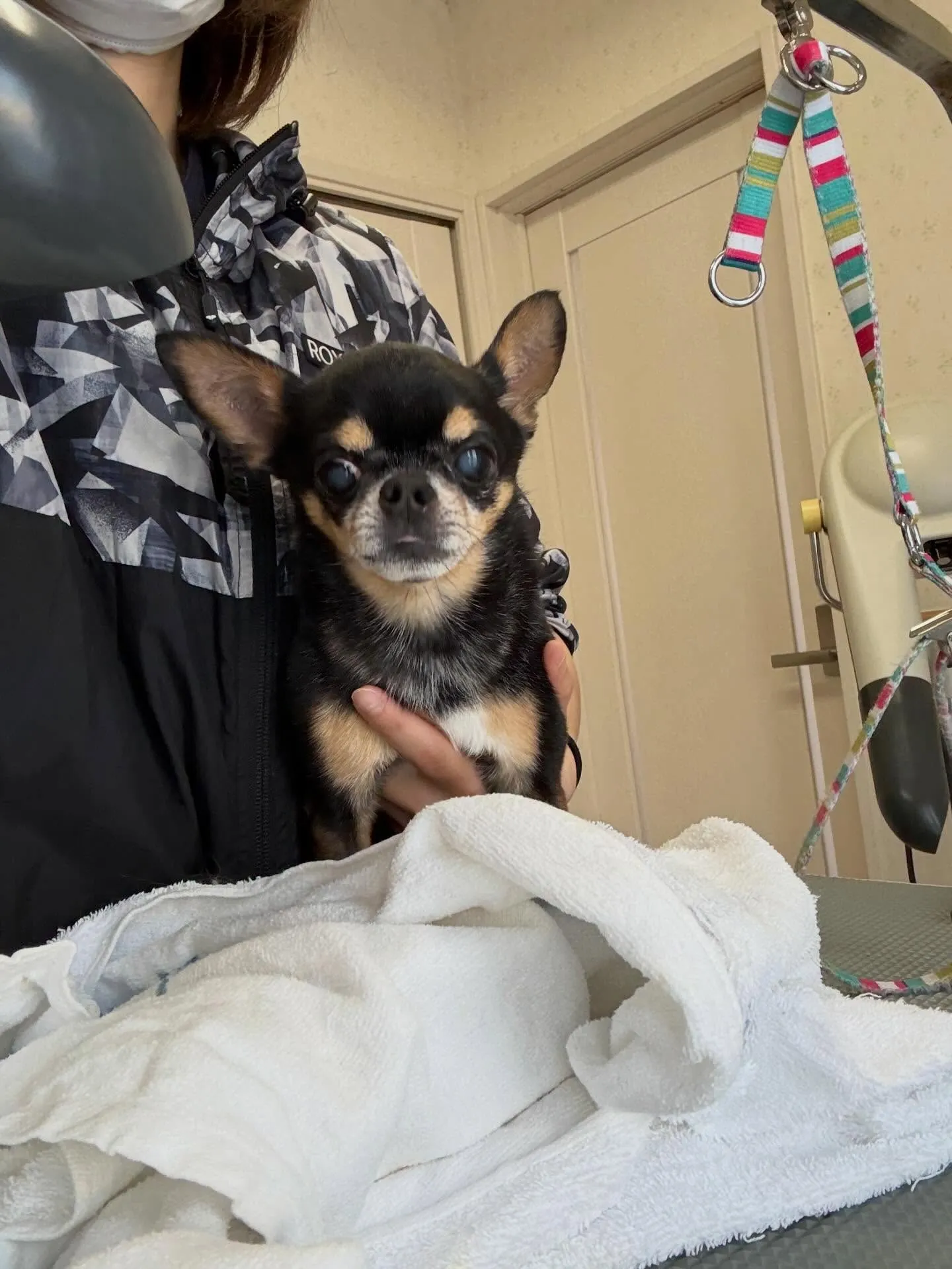 犬のシャンプー🫧