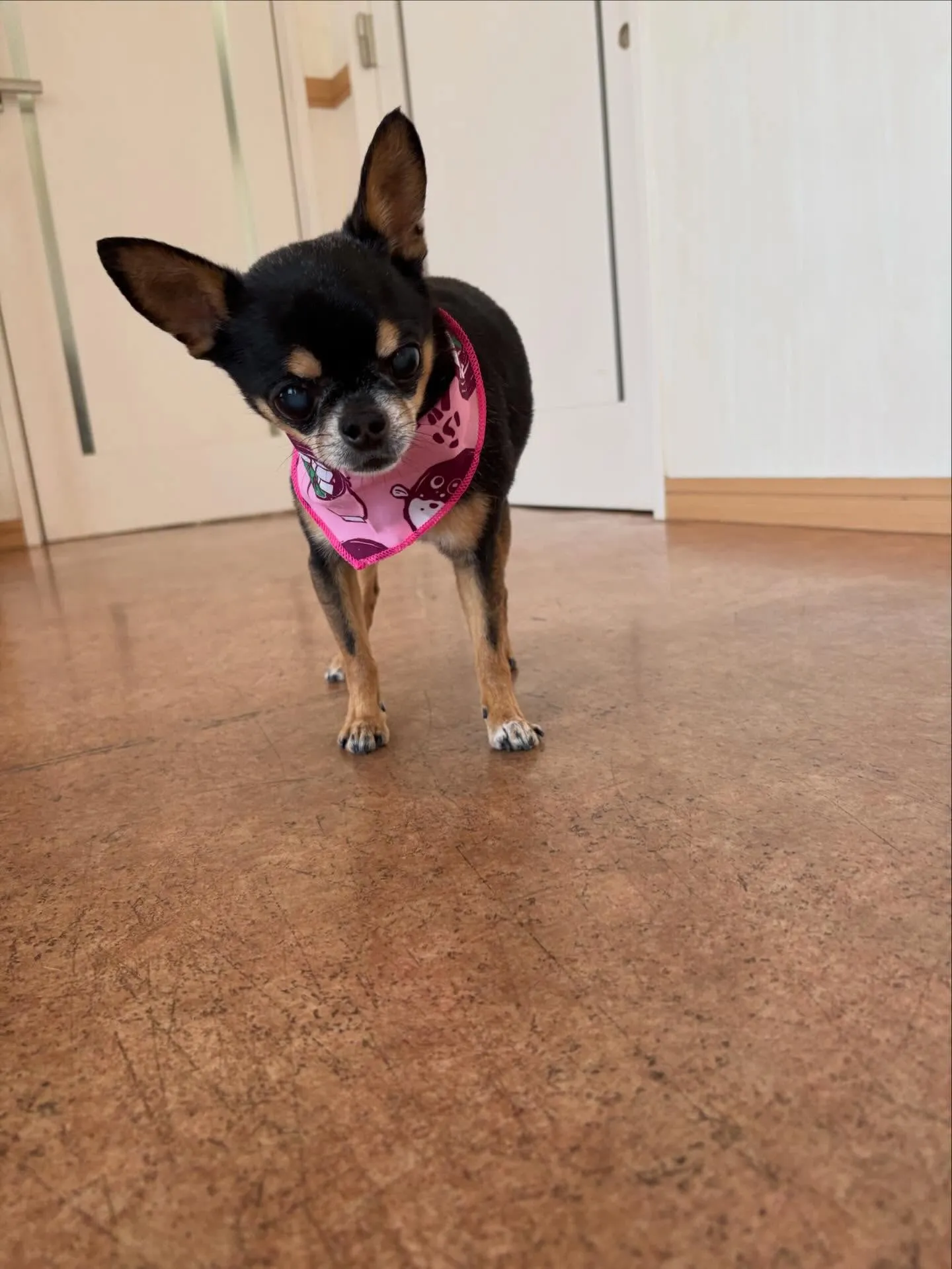 犬のシャンプー🫧