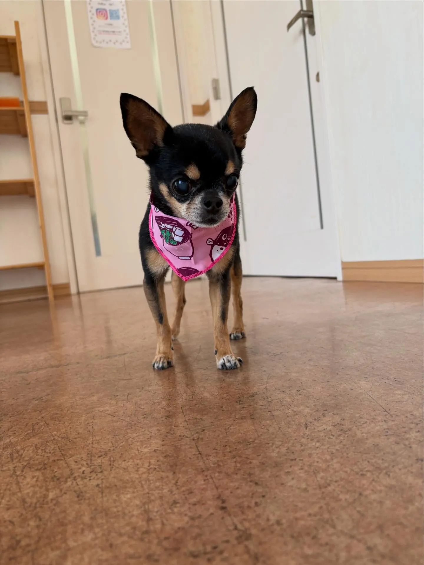 犬のシャンプー🫧