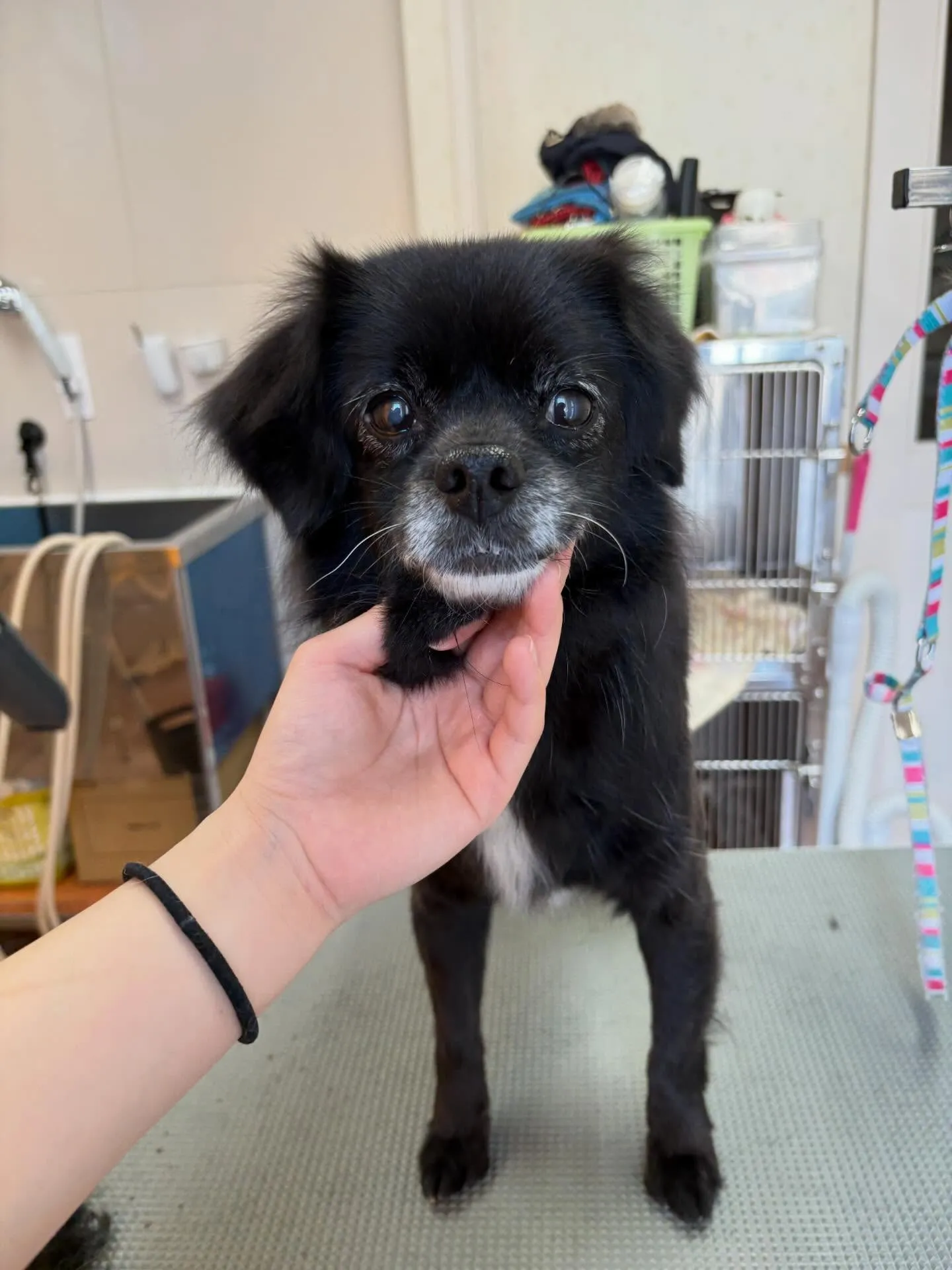 犬のシャンプー🫧