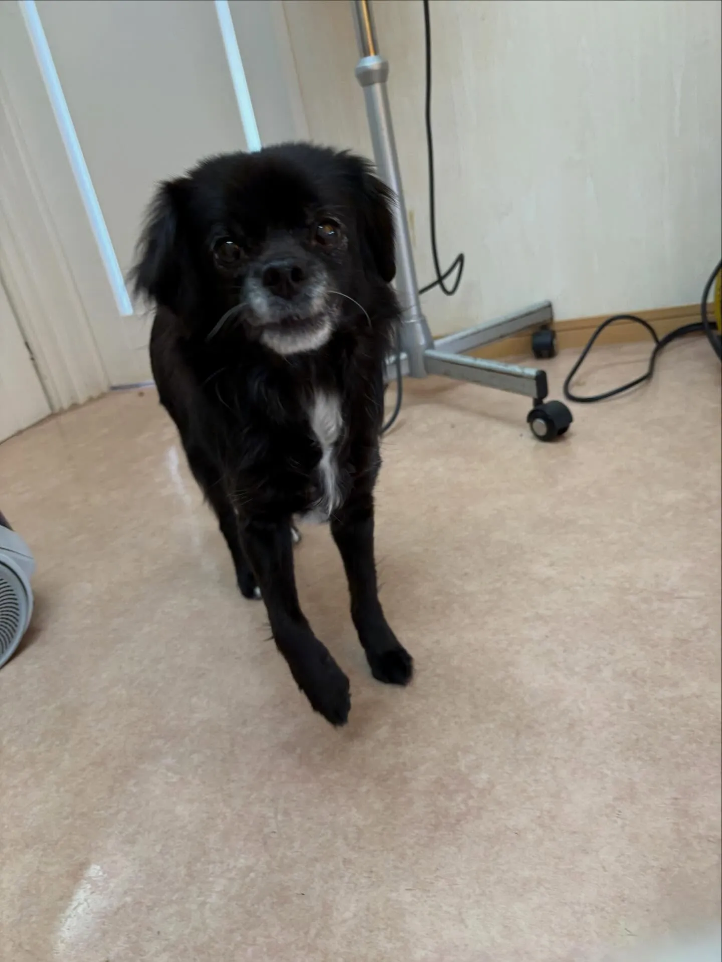 犬のシャンプー🫧