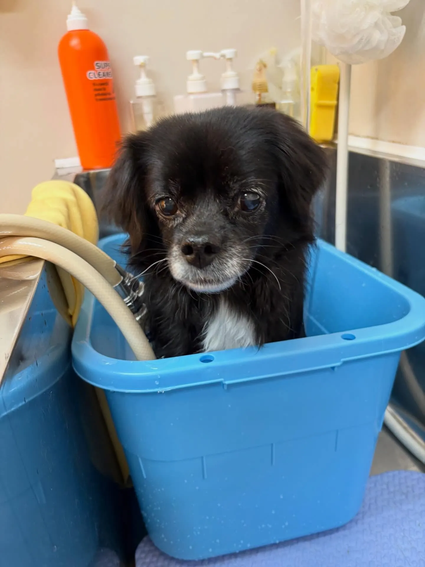 犬のシャンプー🫧