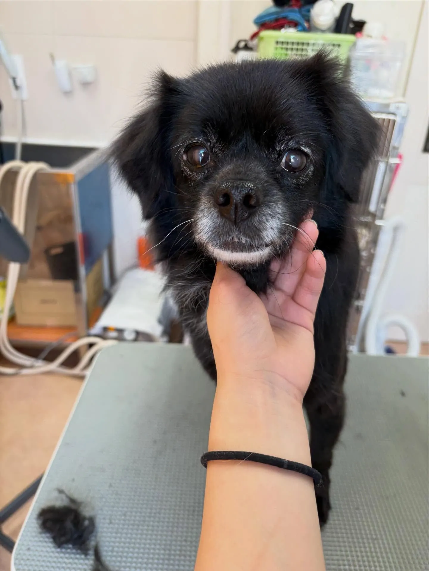 犬のシャンプー🫧