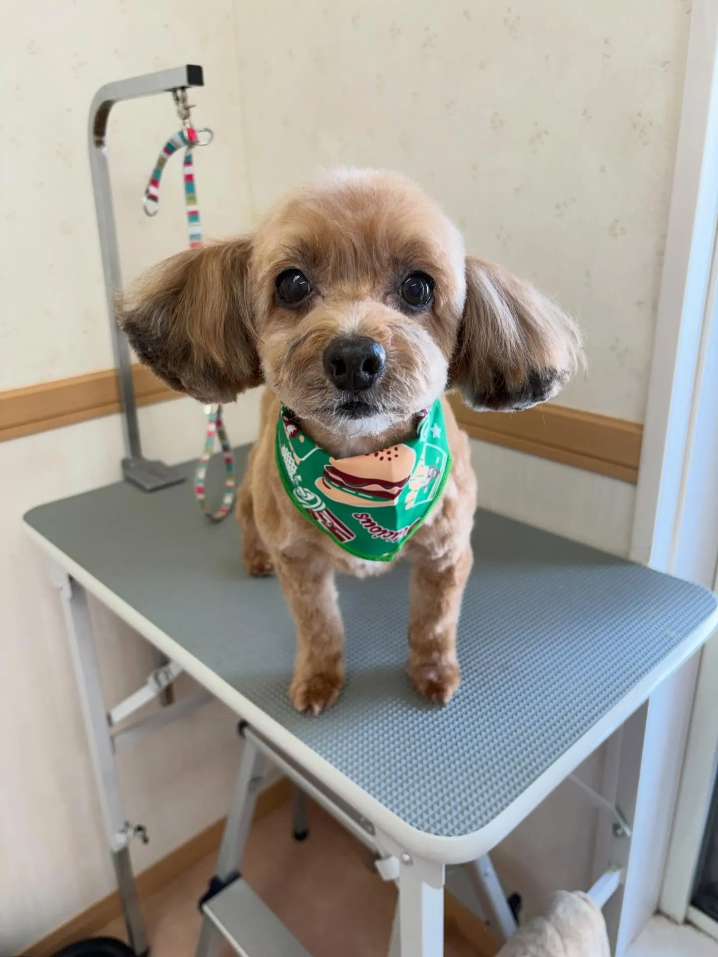 犬のトリミング✂️