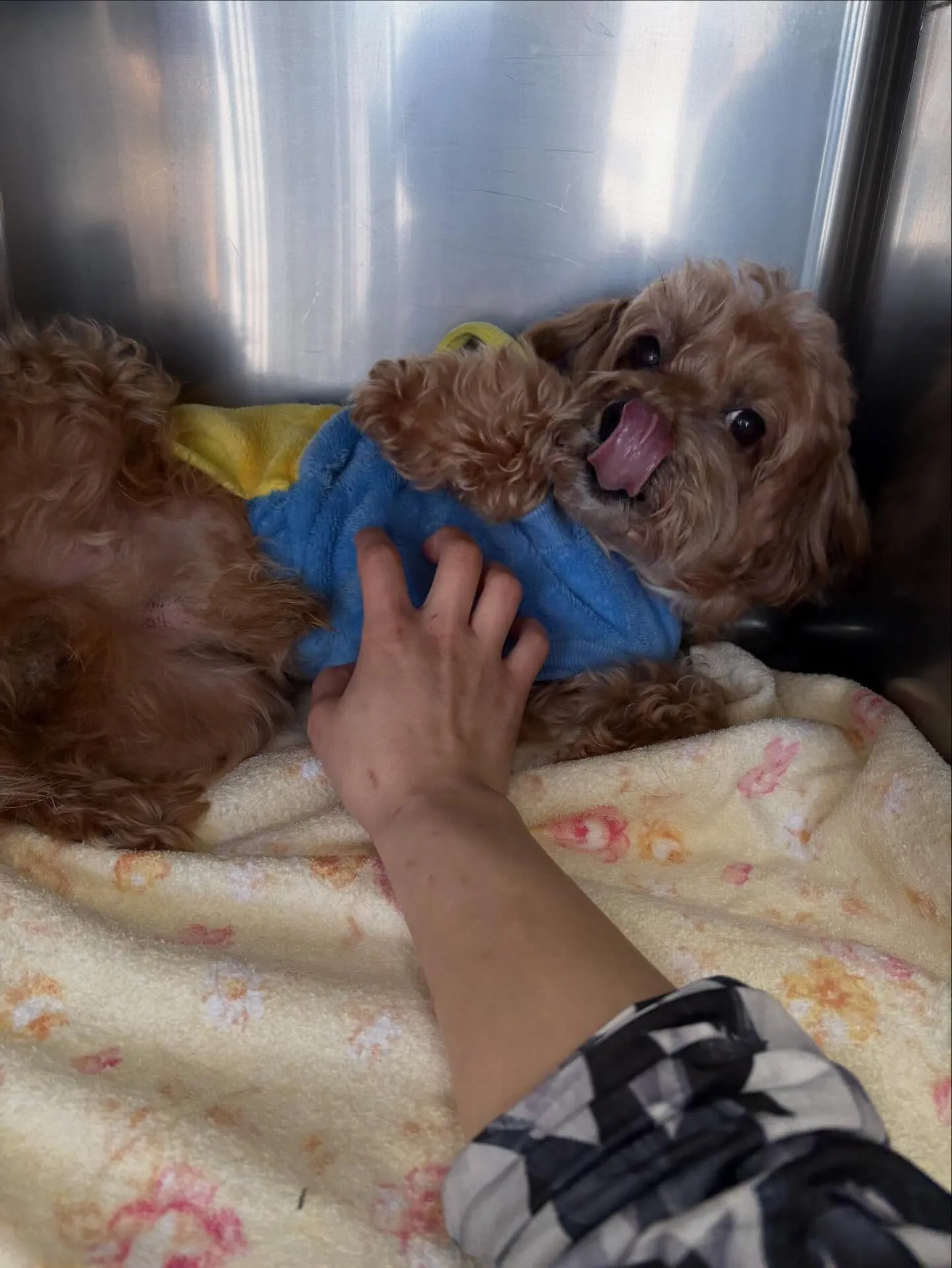 犬のトリミング✂️