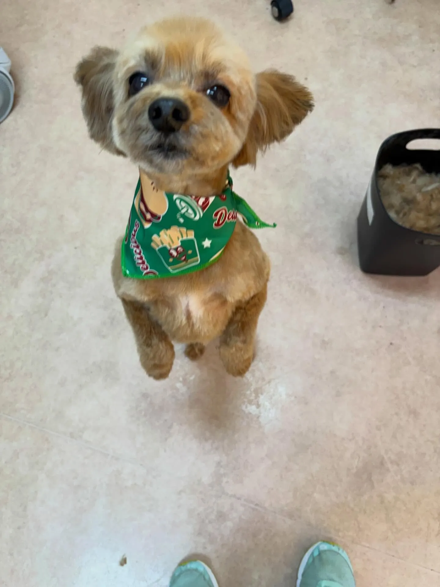 犬のトリミング✂️