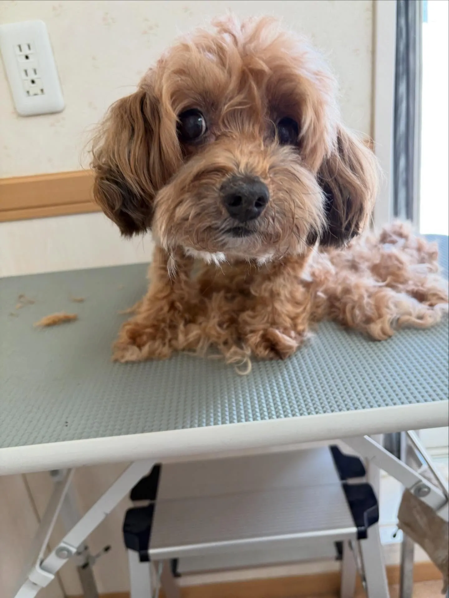 犬のトリミング✂️