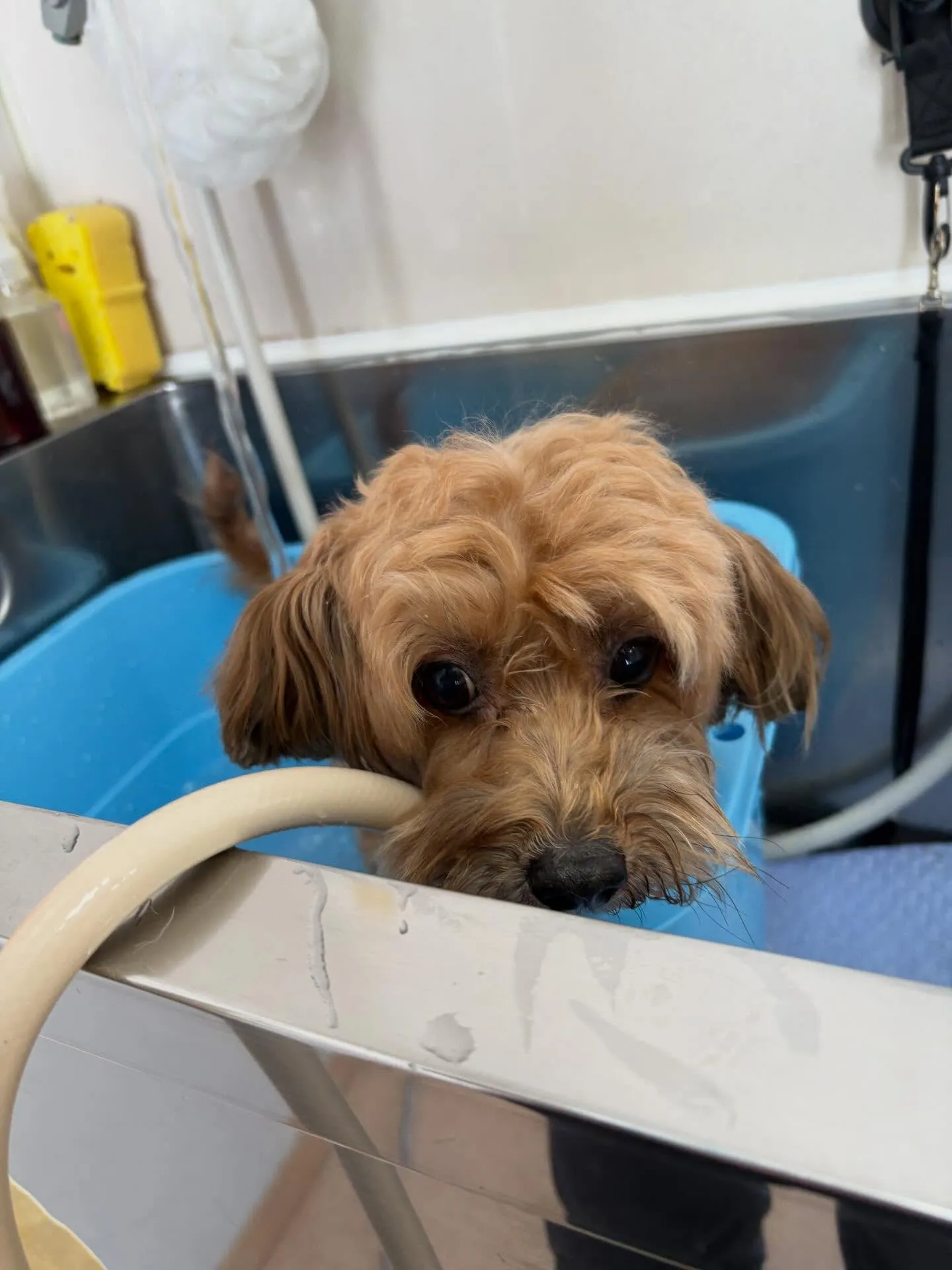 犬のトリミング✂️