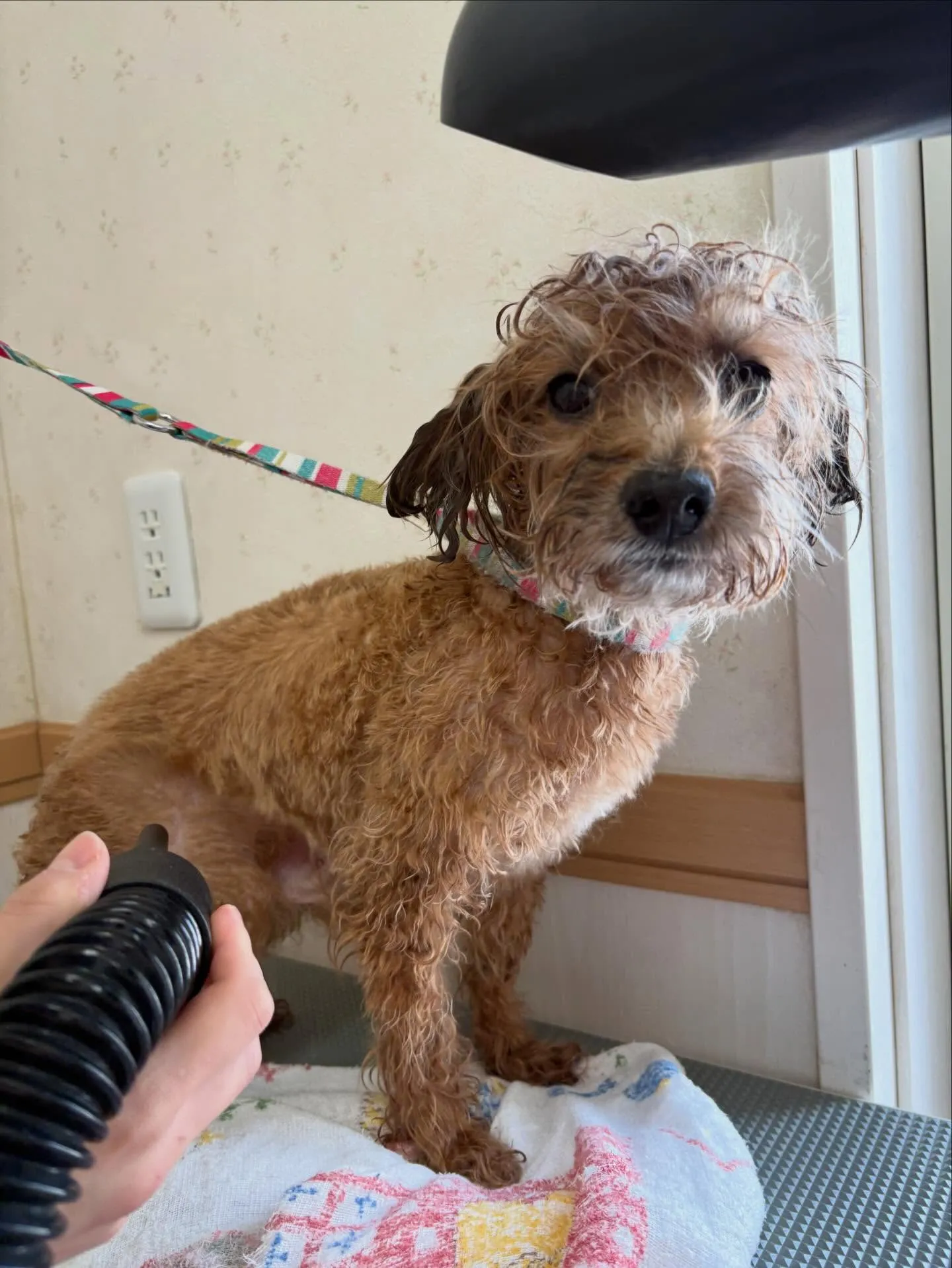 犬のトリミング✂️