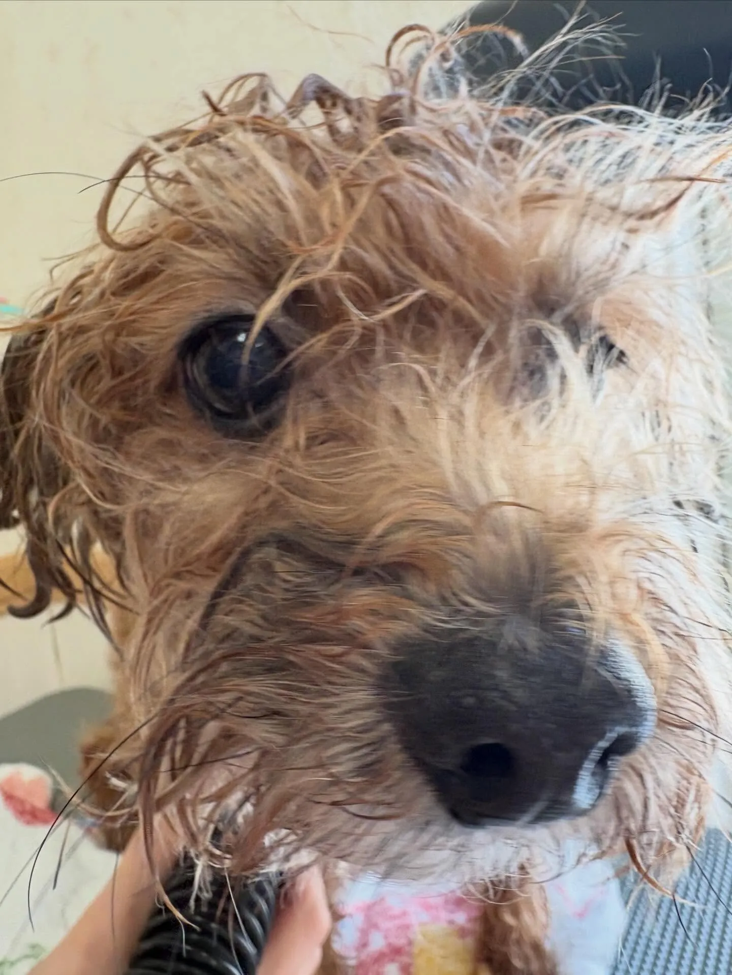 犬のトリミング✂️