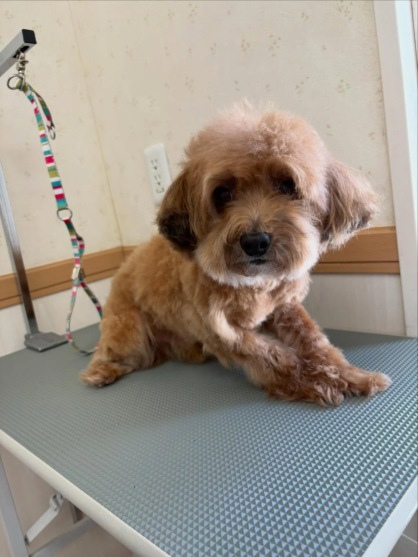 犬のトリミング✂️