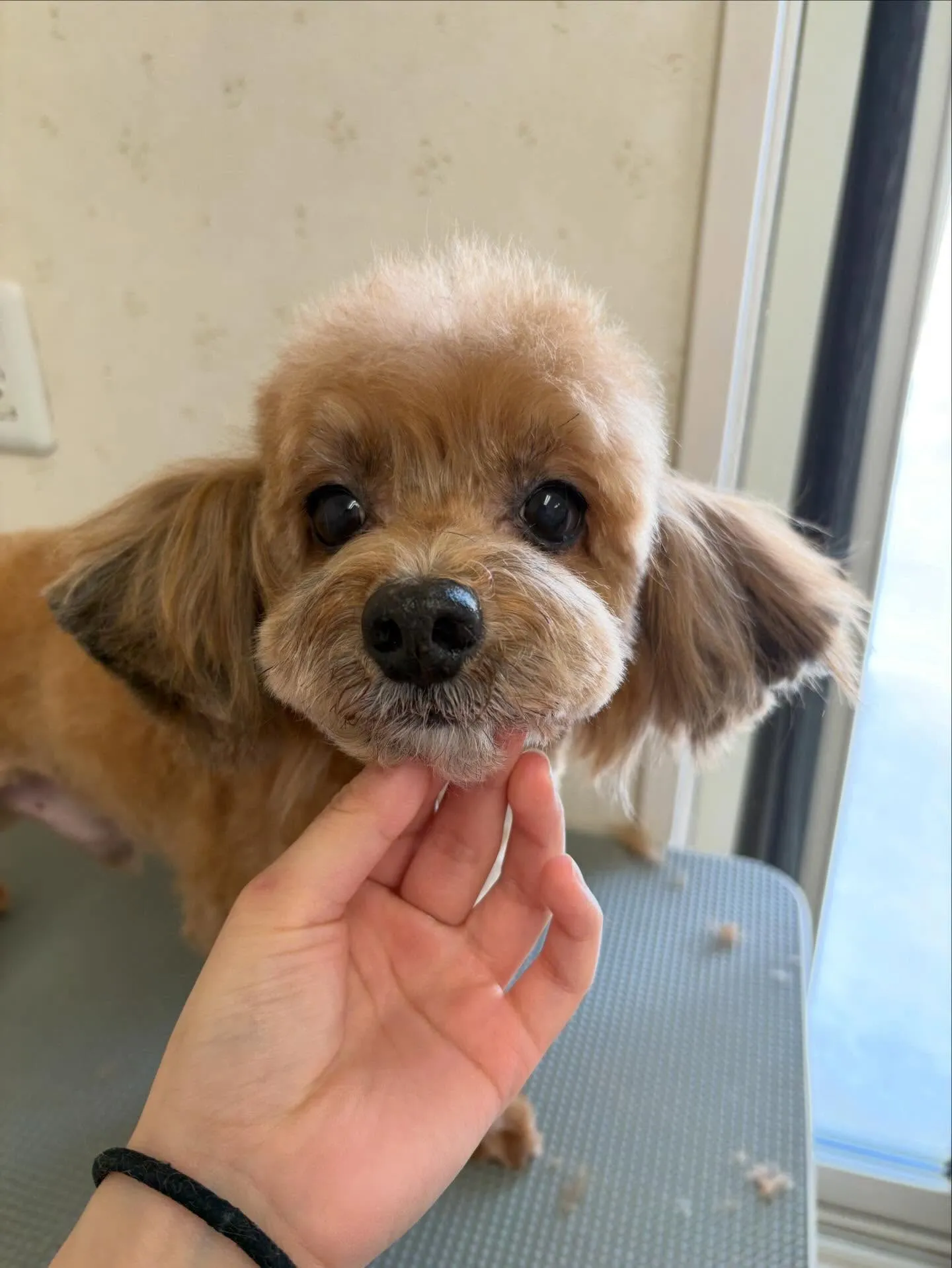 犬のトリミング✂️