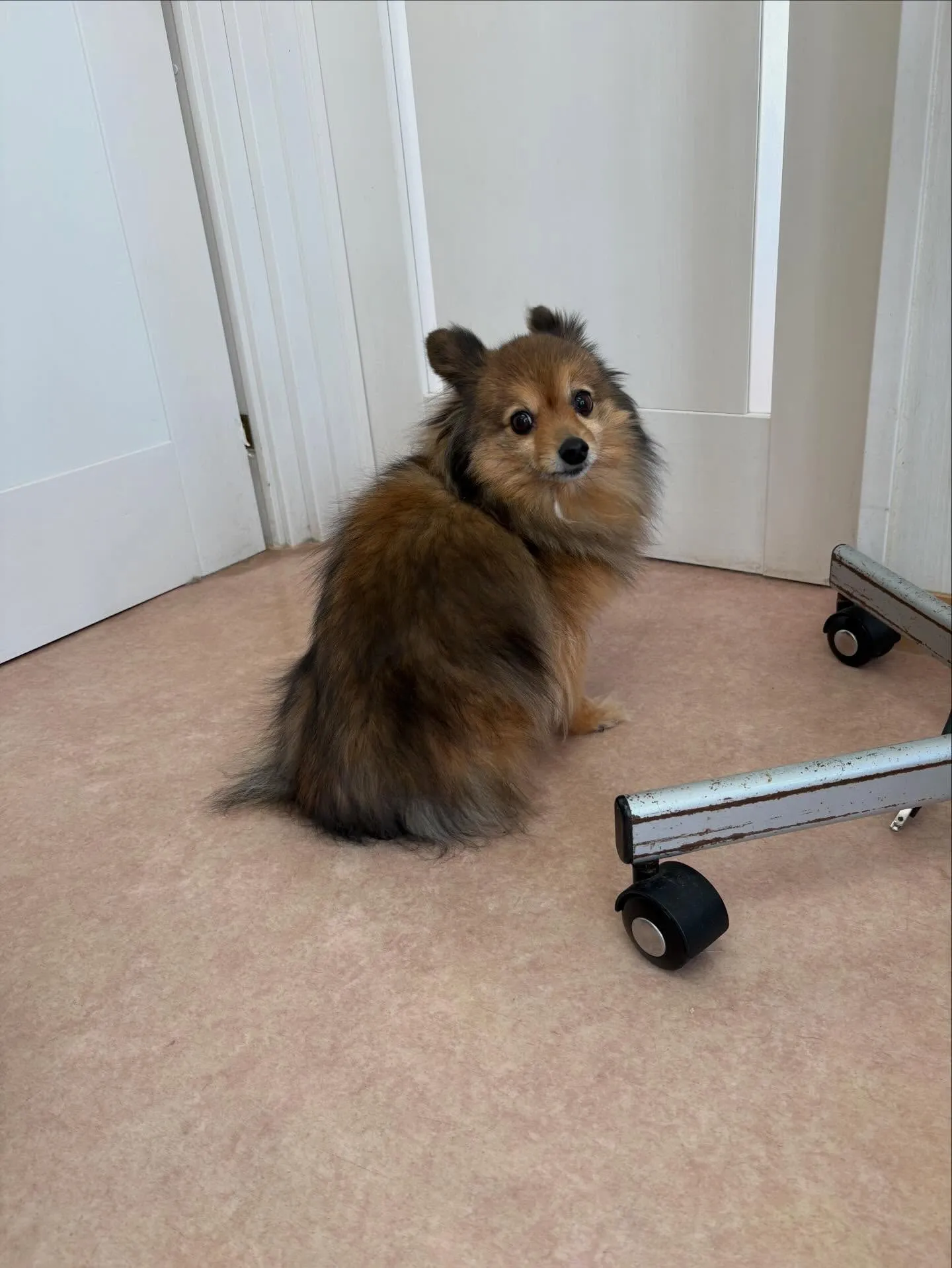 犬のトリミング✂️