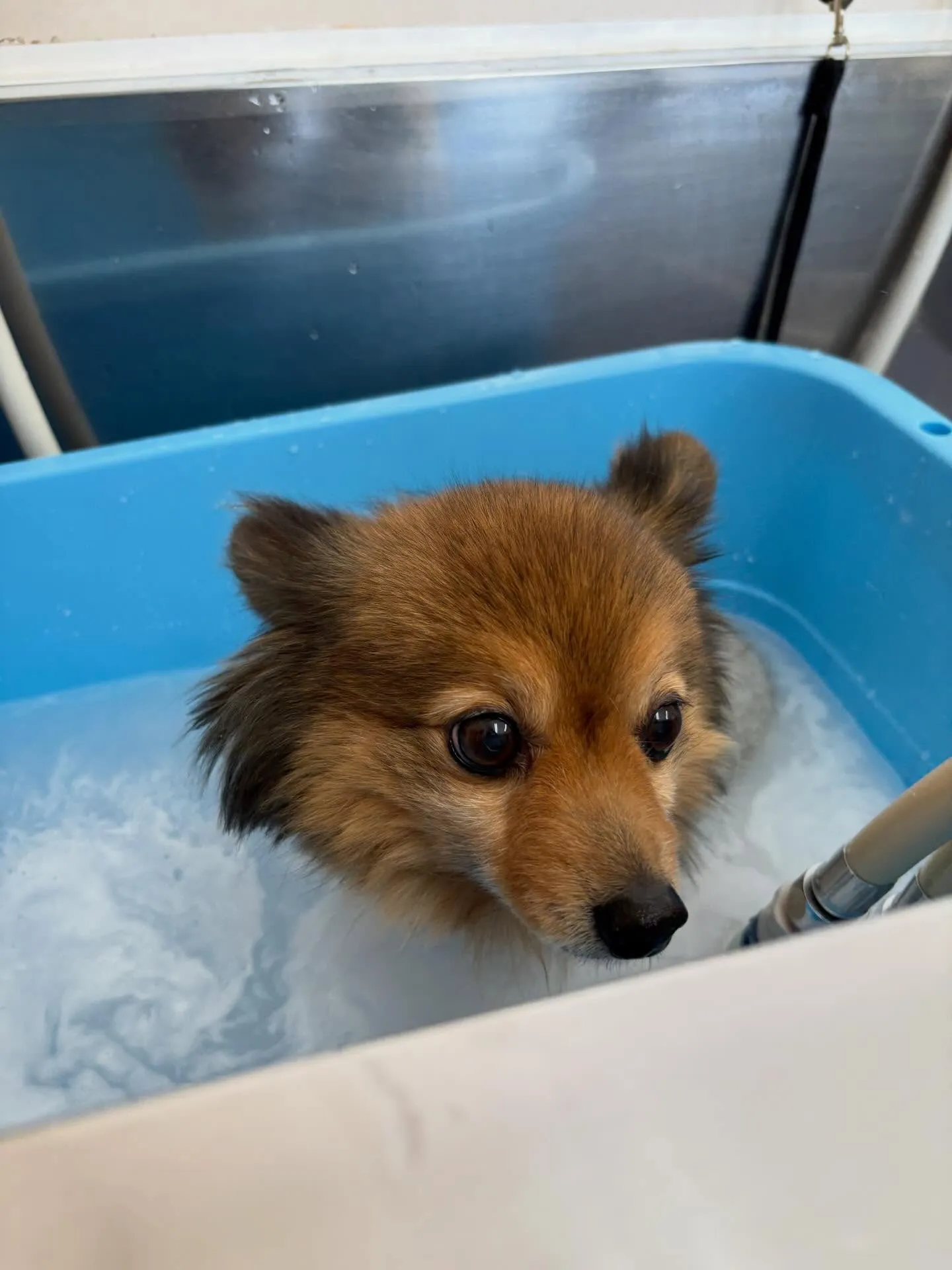 犬のトリミング✂️