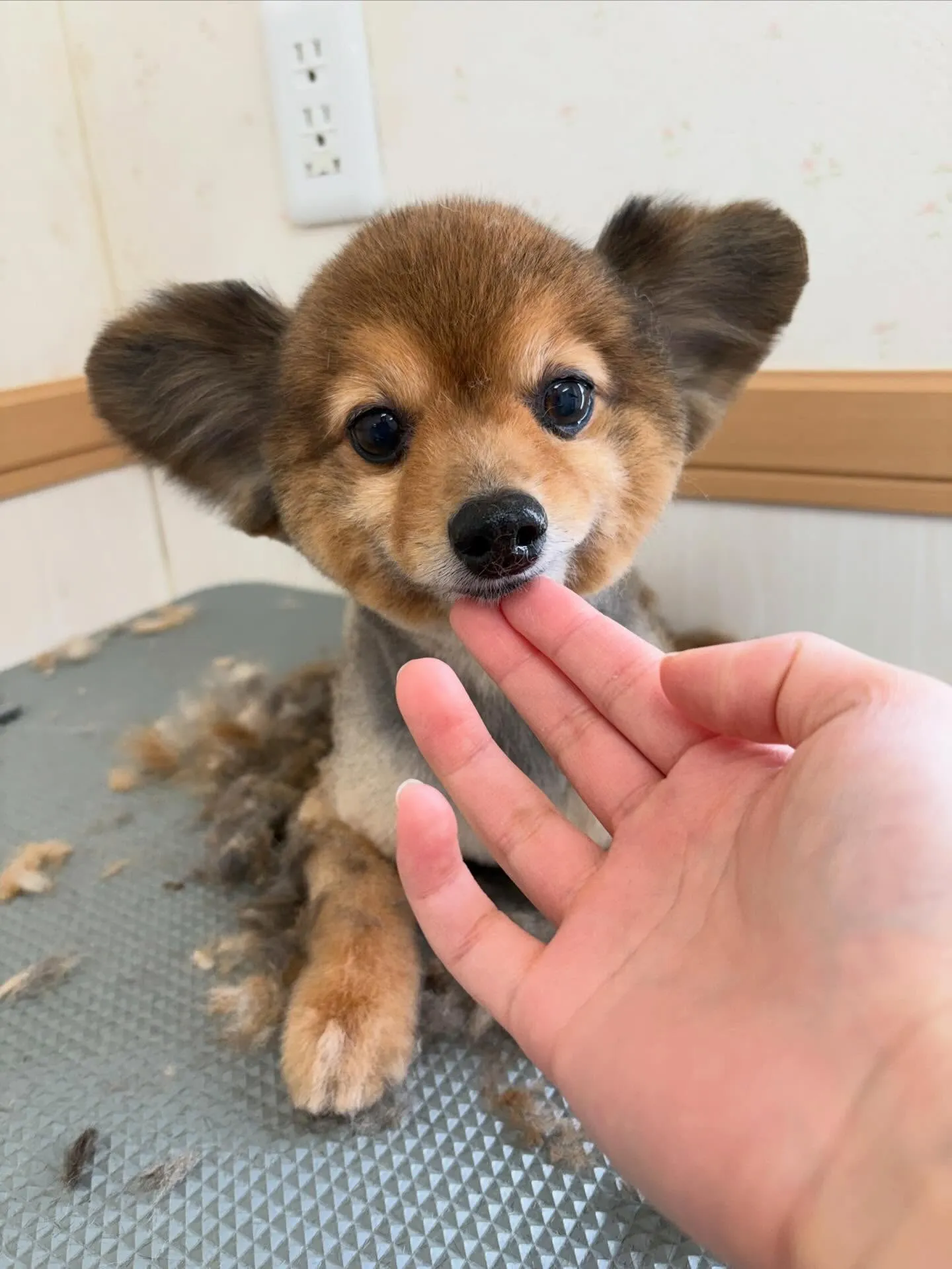 犬のトリミング✂️