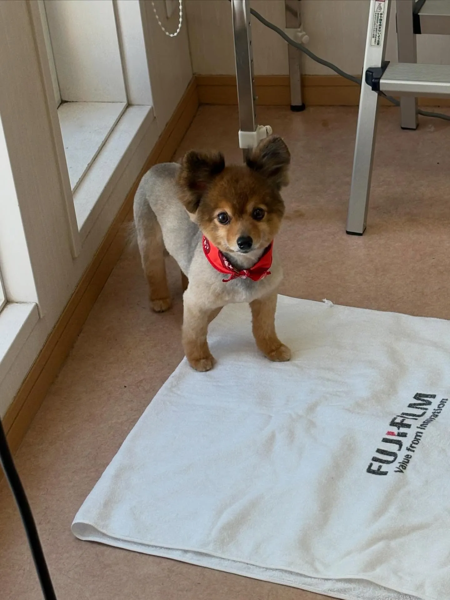 犬のトリミング✂️