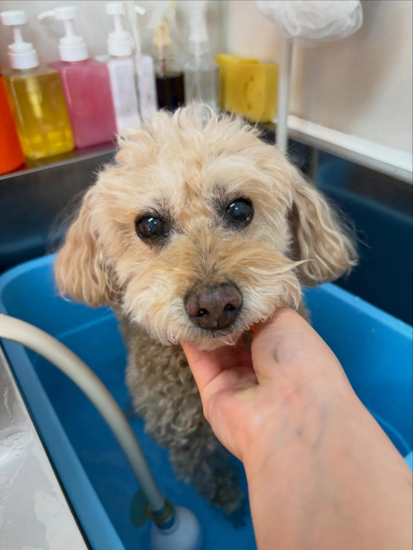 犬のシャンプー🫧