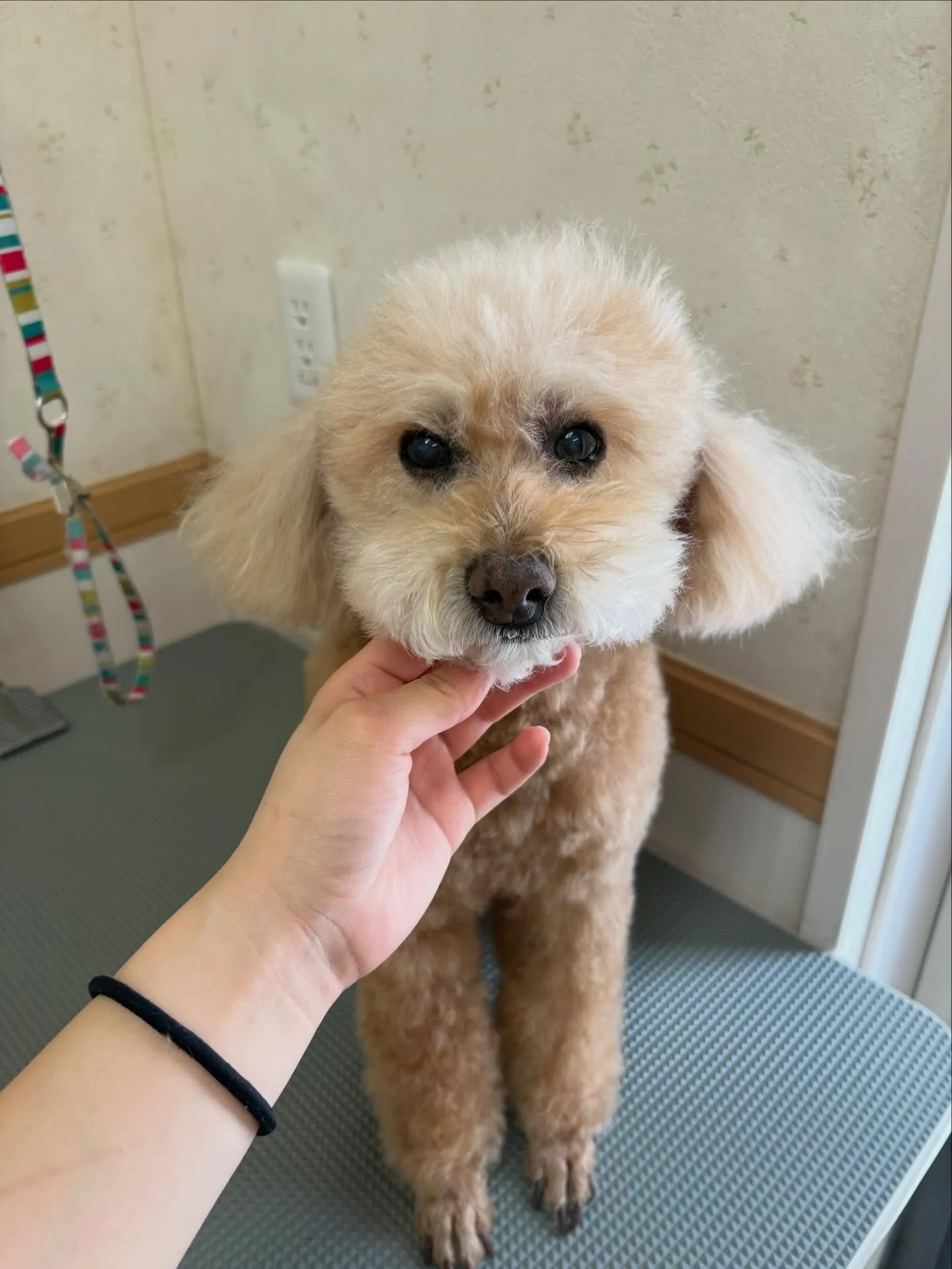 犬のシャンプー🫧