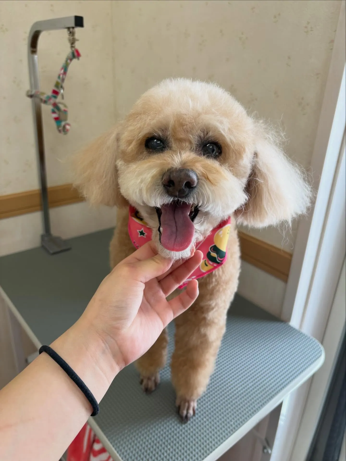 犬のシャンプー🫧