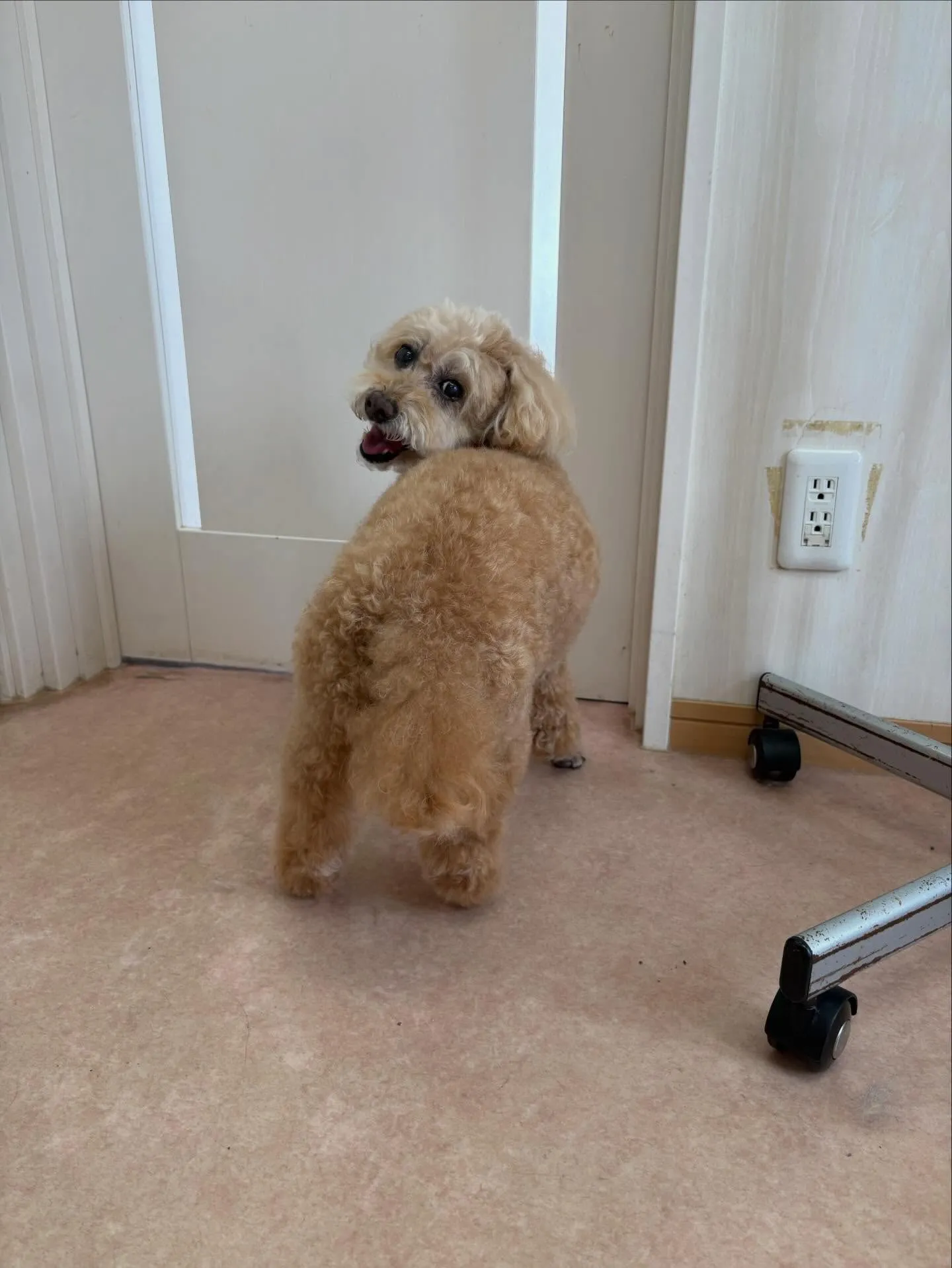 犬のシャンプー🫧