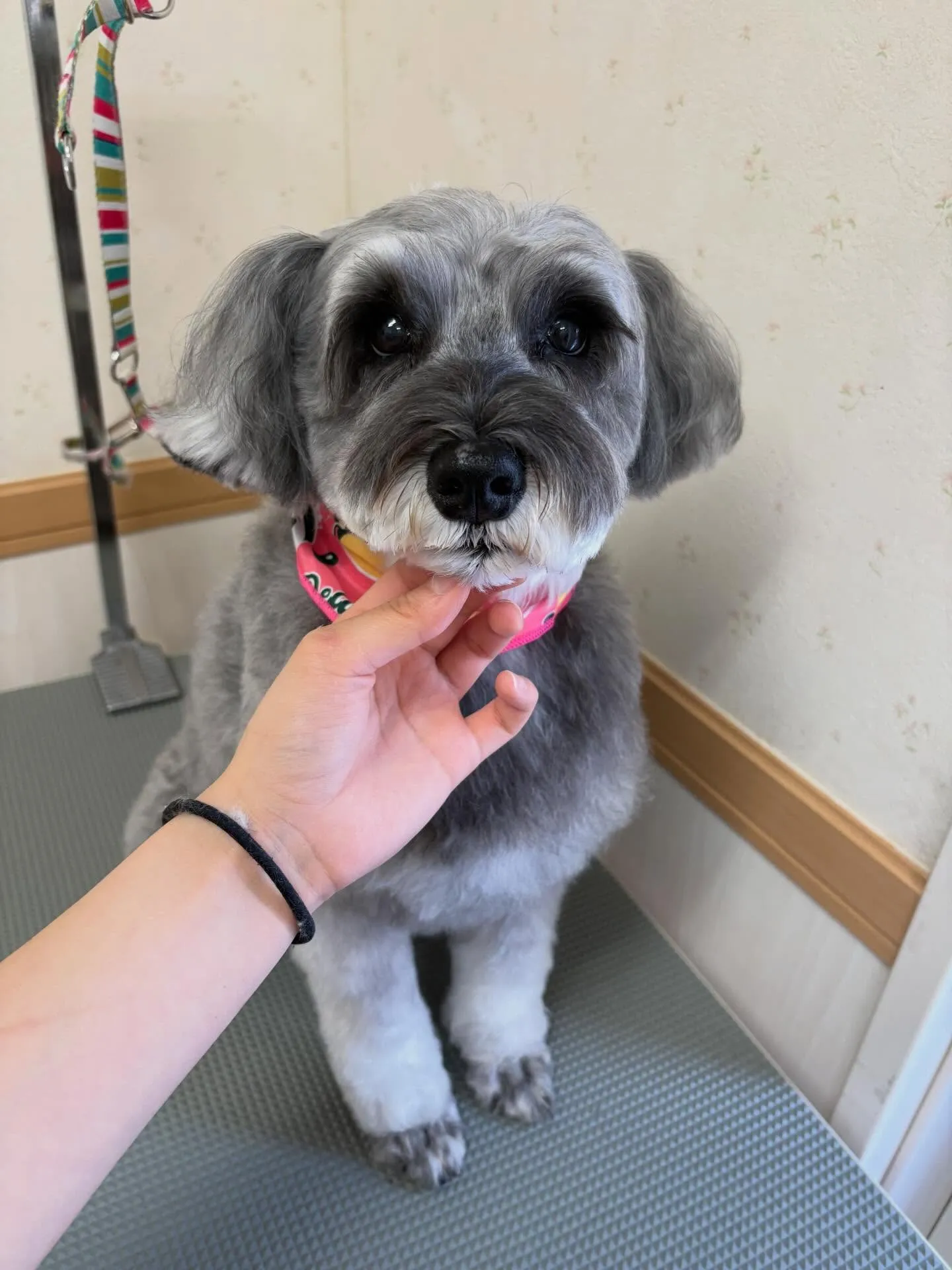 犬のトリミング✂️