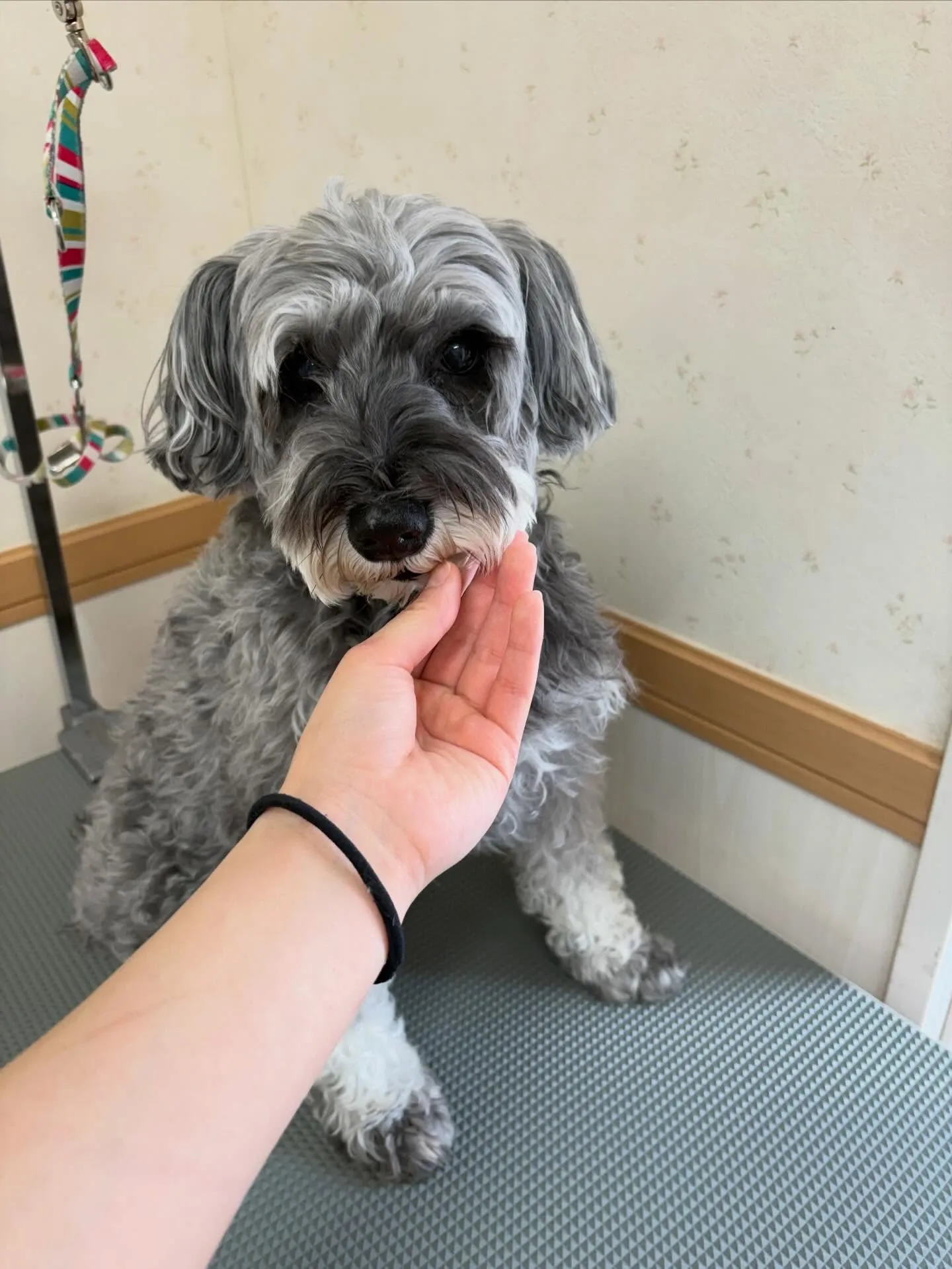 犬のトリミング✂️