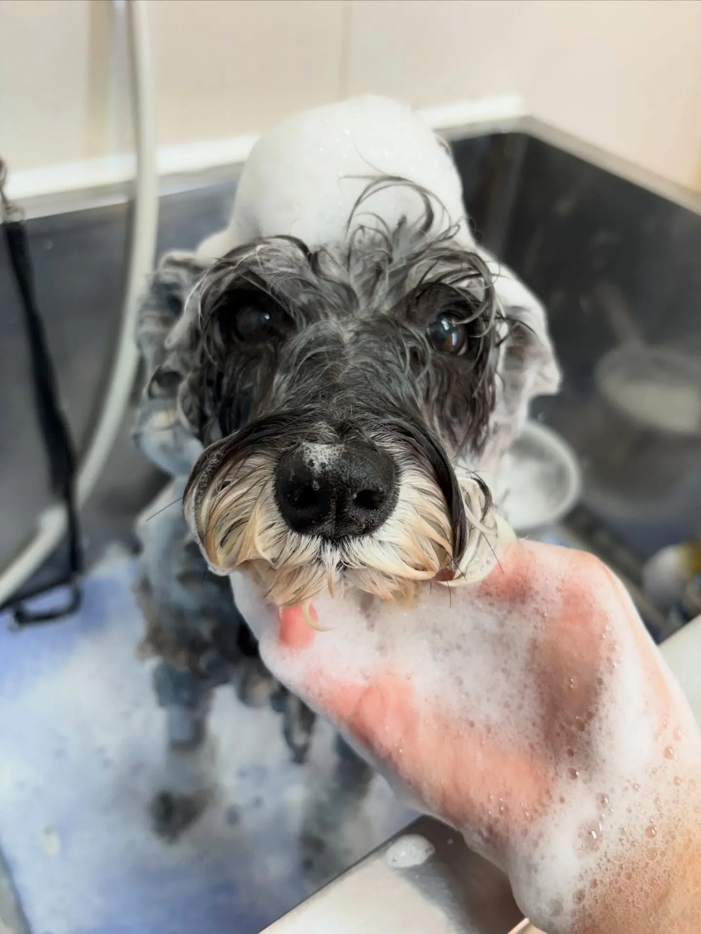 犬のトリミング✂️