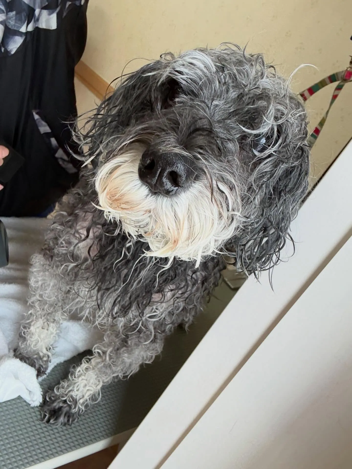 犬のトリミング✂️