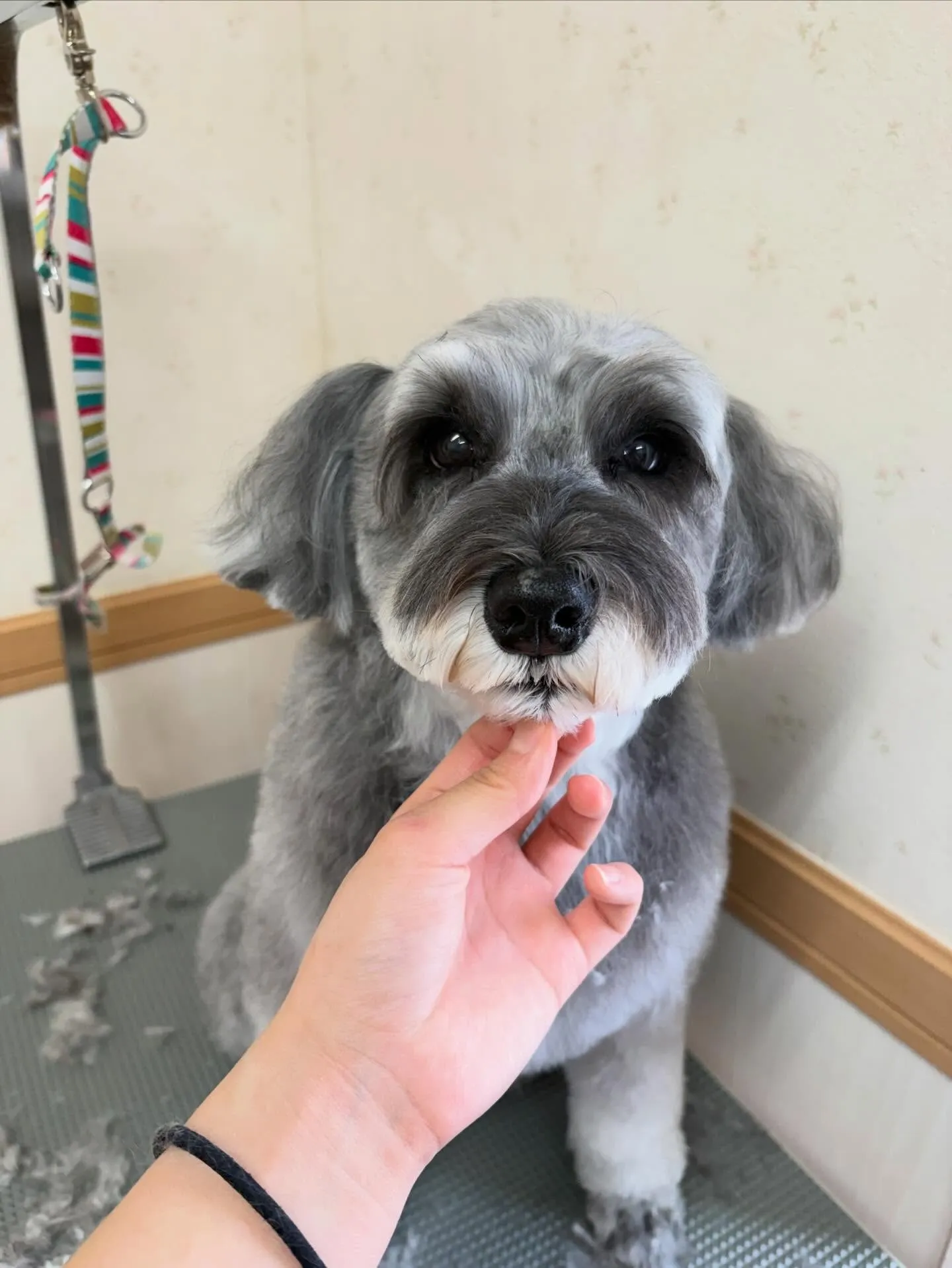 犬のトリミング✂️