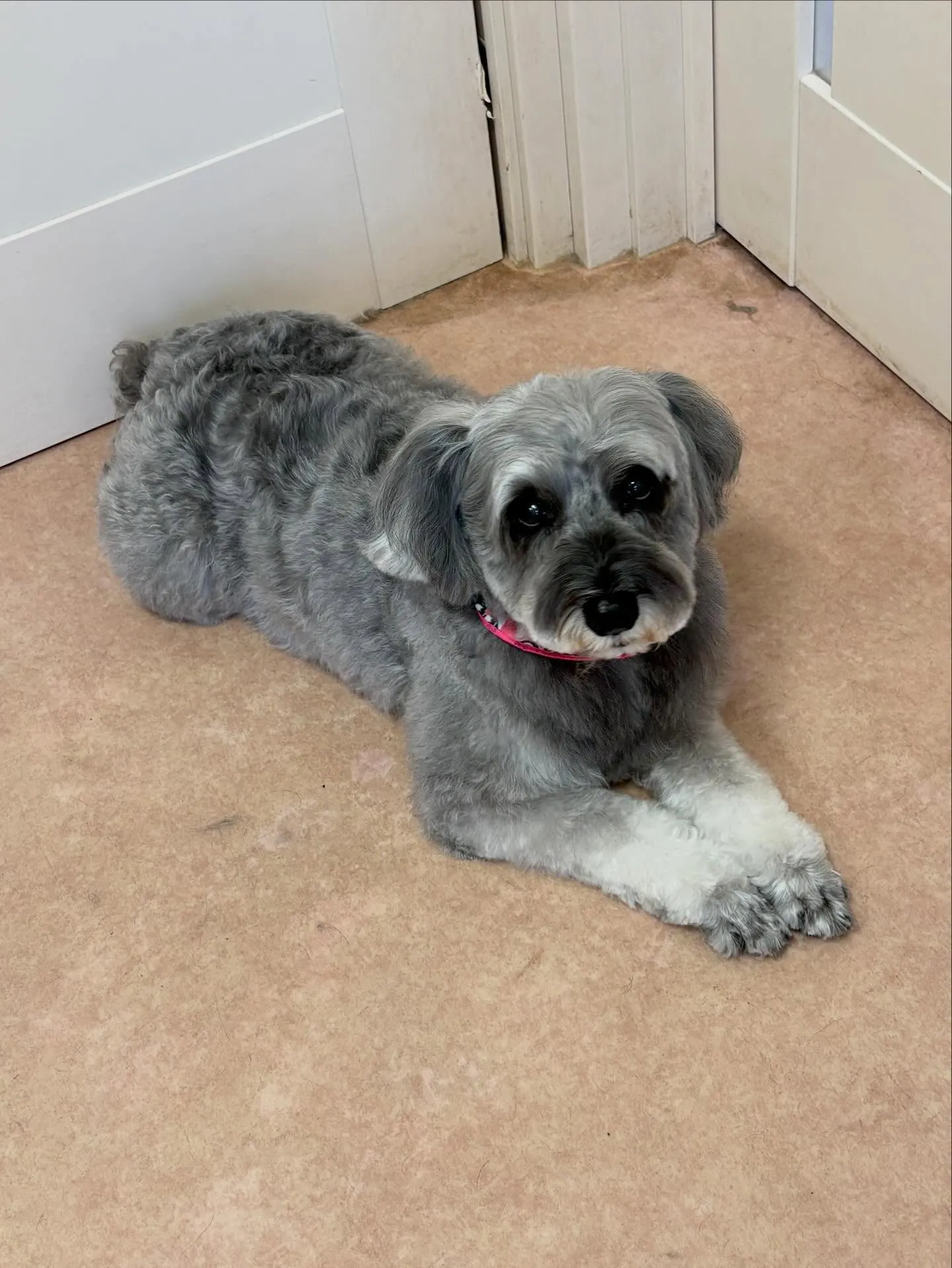 犬のトリミング✂️