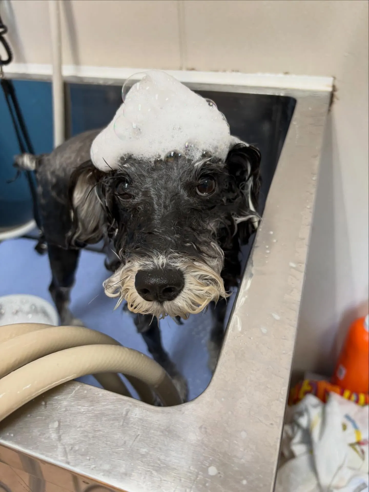 犬のトリミング✂️