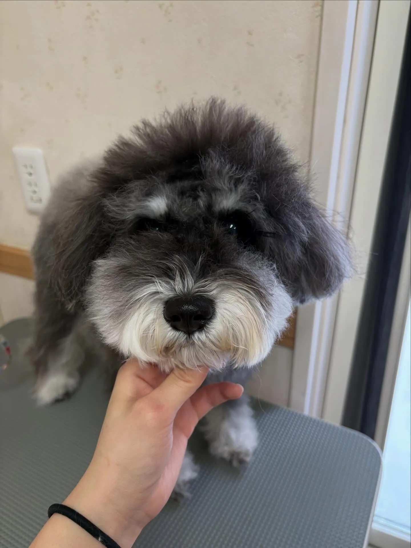 犬のトリミング✂️