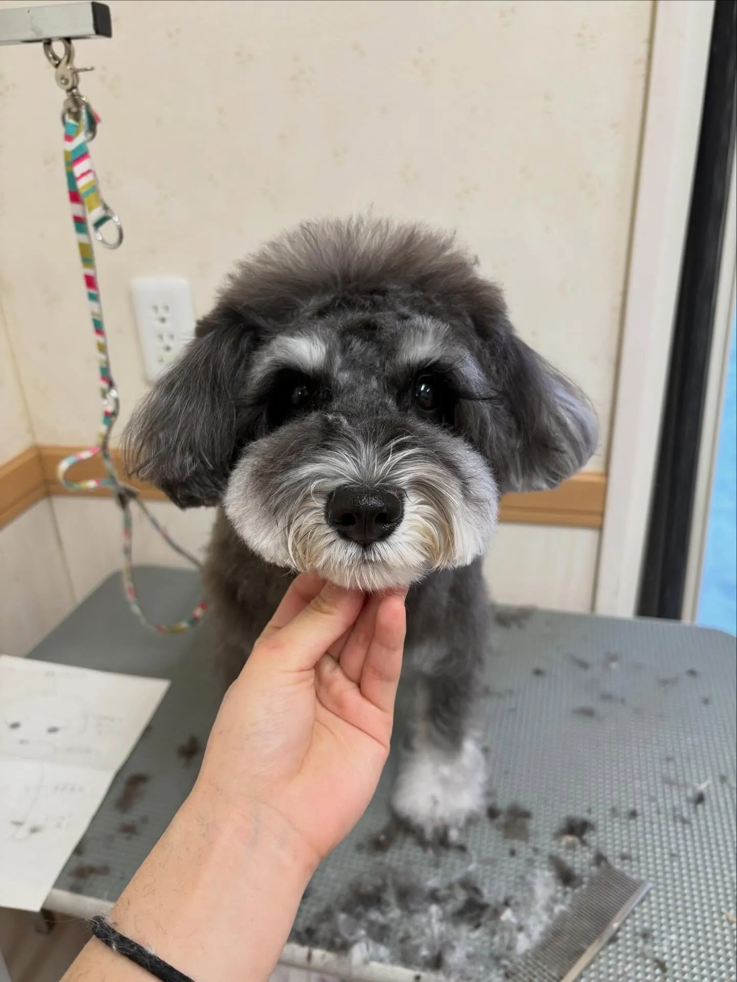 犬のトリミング✂️