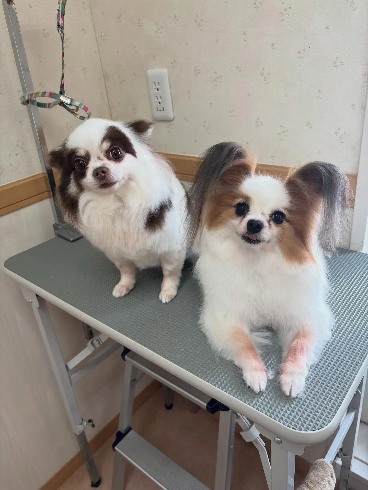 犬のトリミング✂️