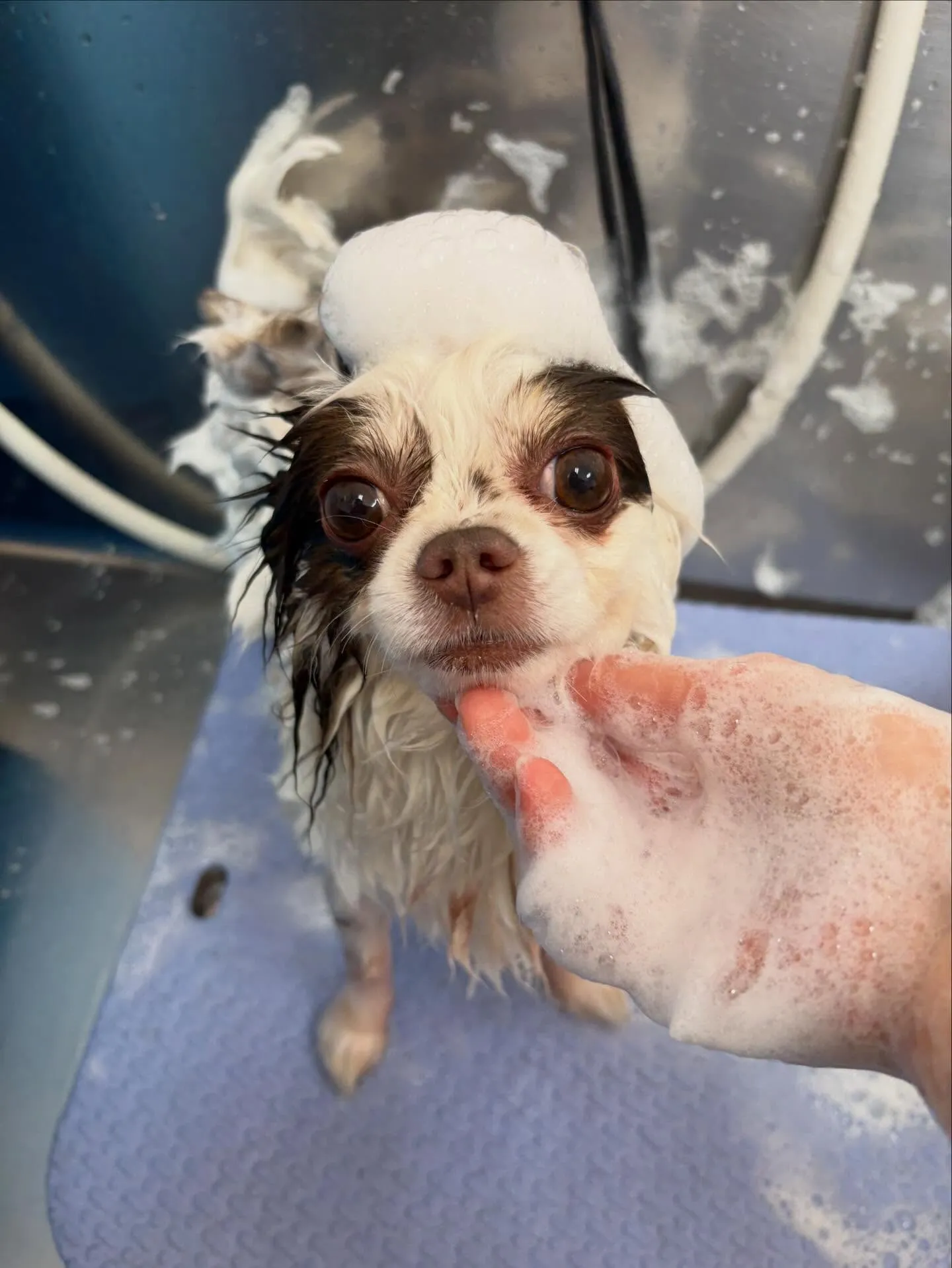 犬のトリミング✂️