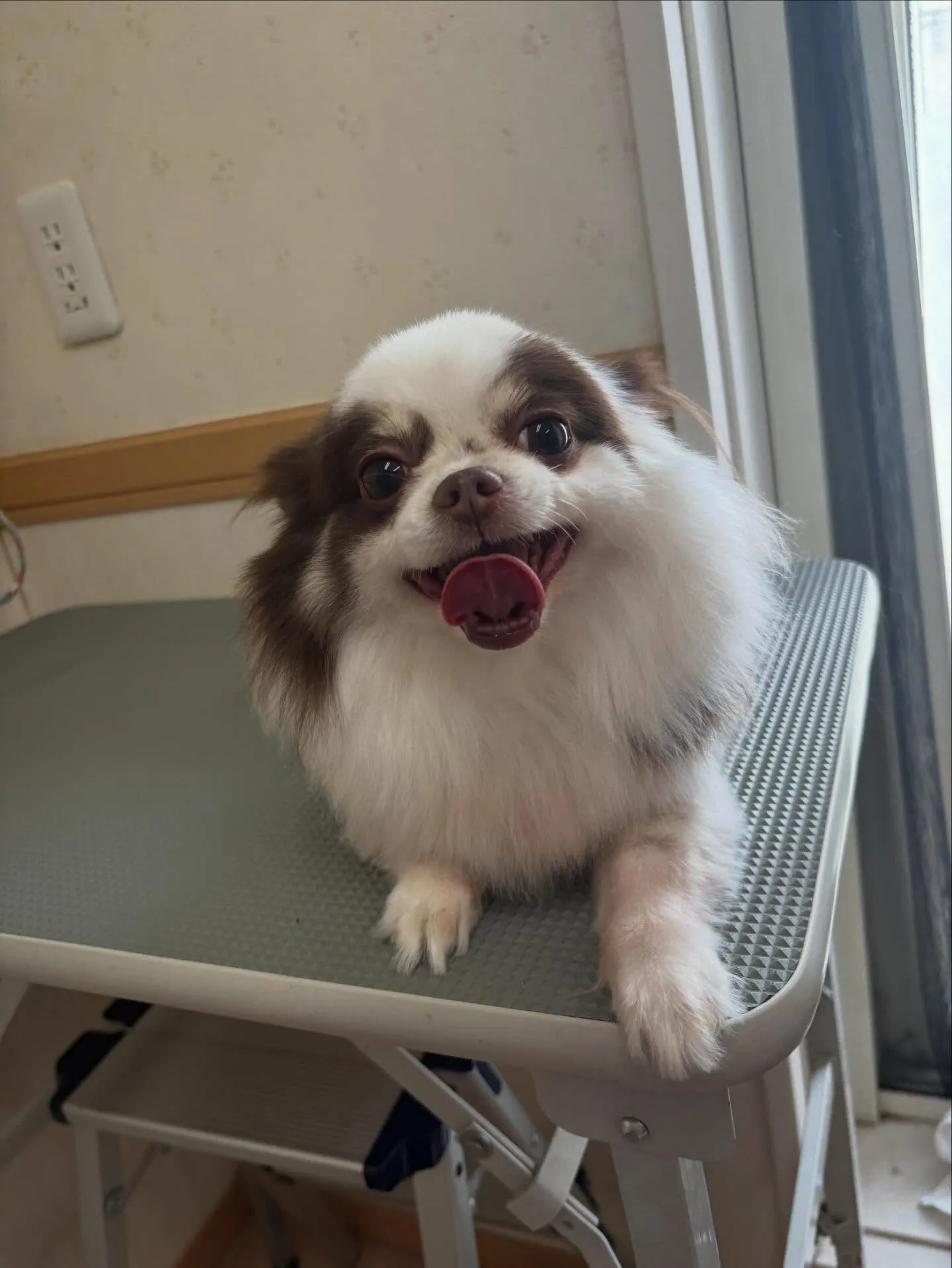 犬のトリミング✂️