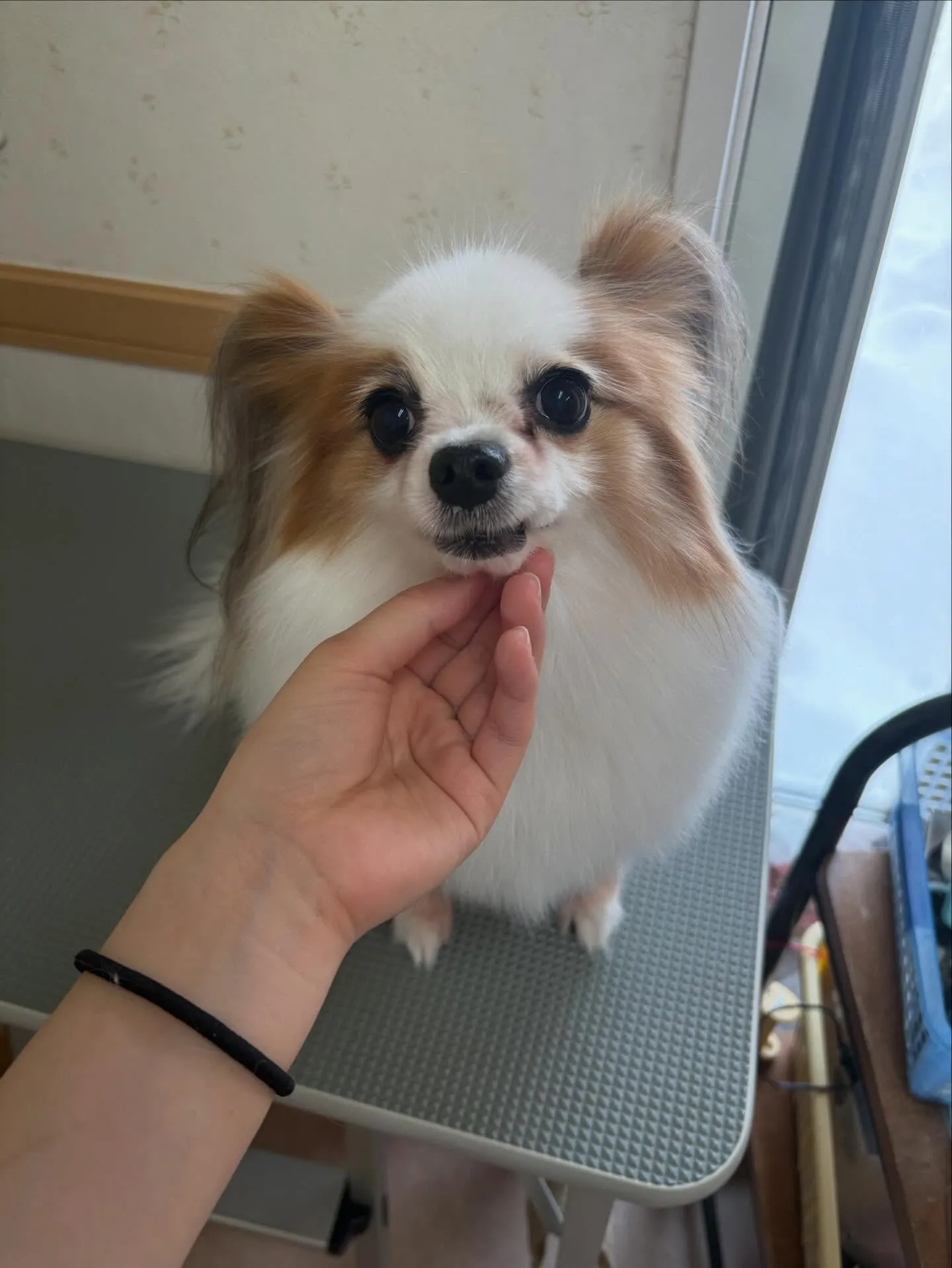 犬のトリミング✂️