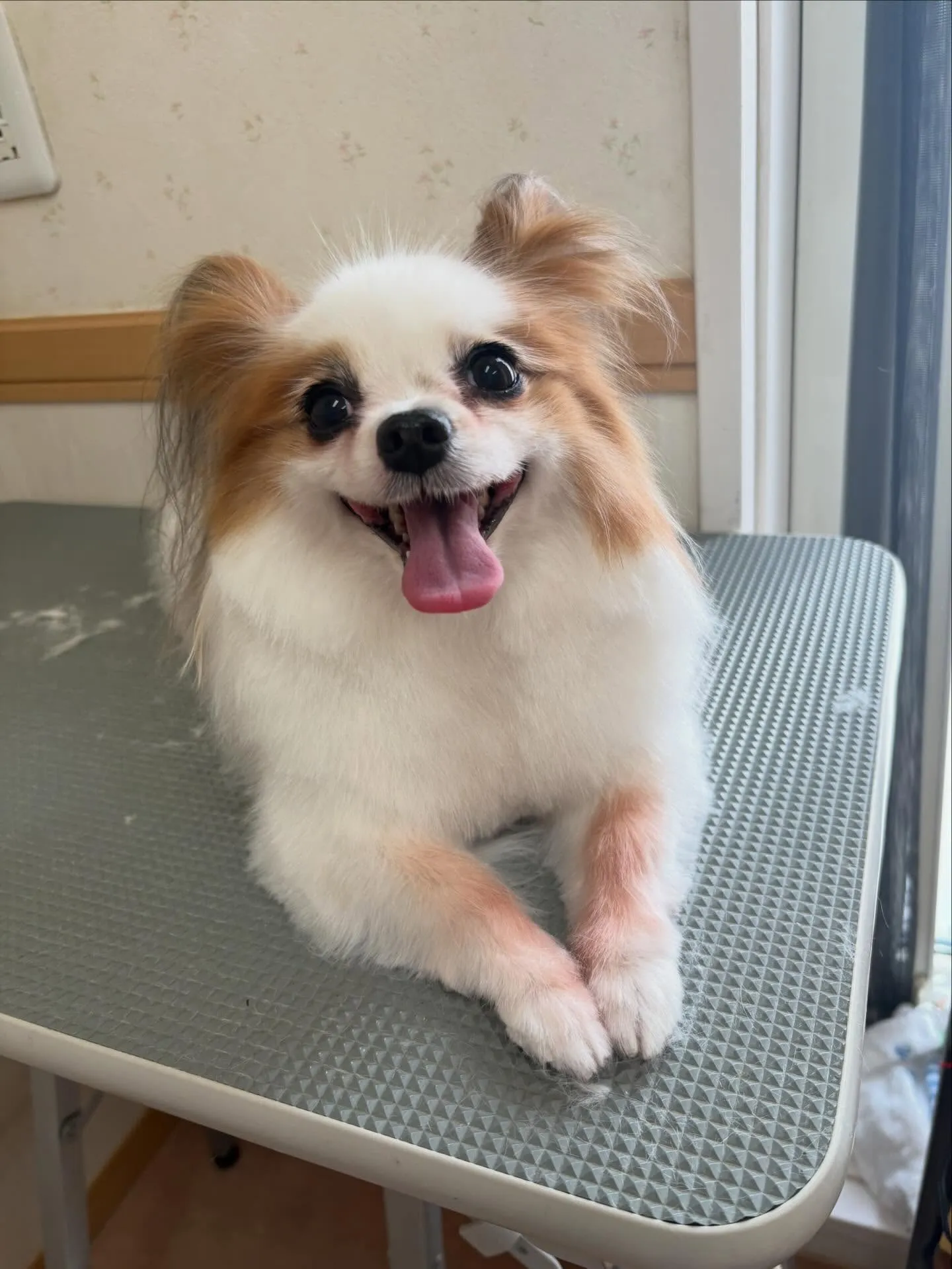 犬のトリミング✂️