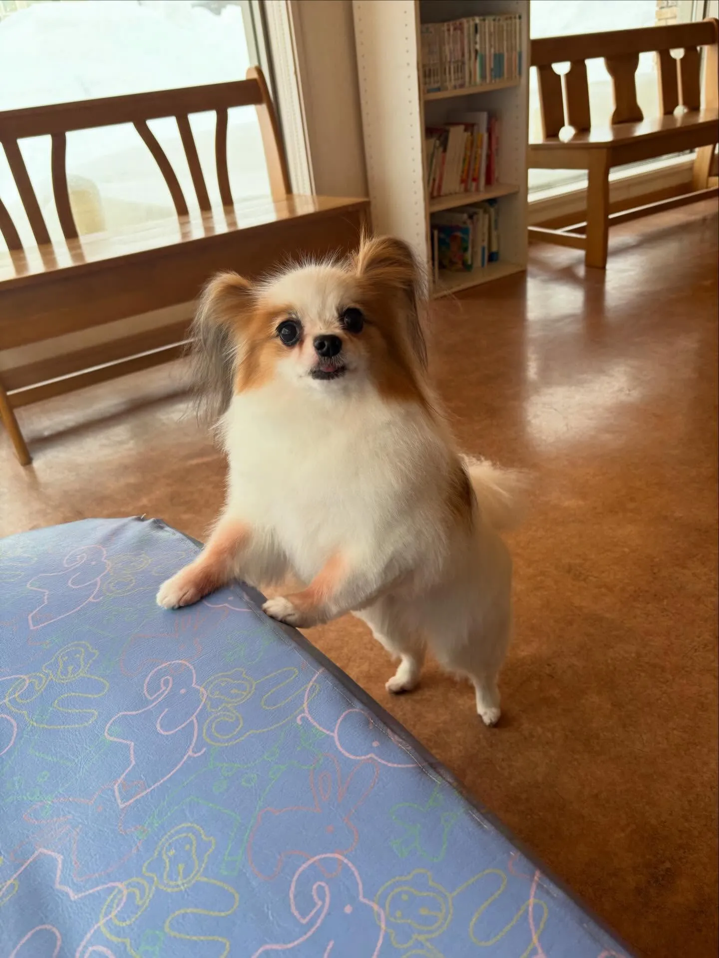 犬のトリミング✂️