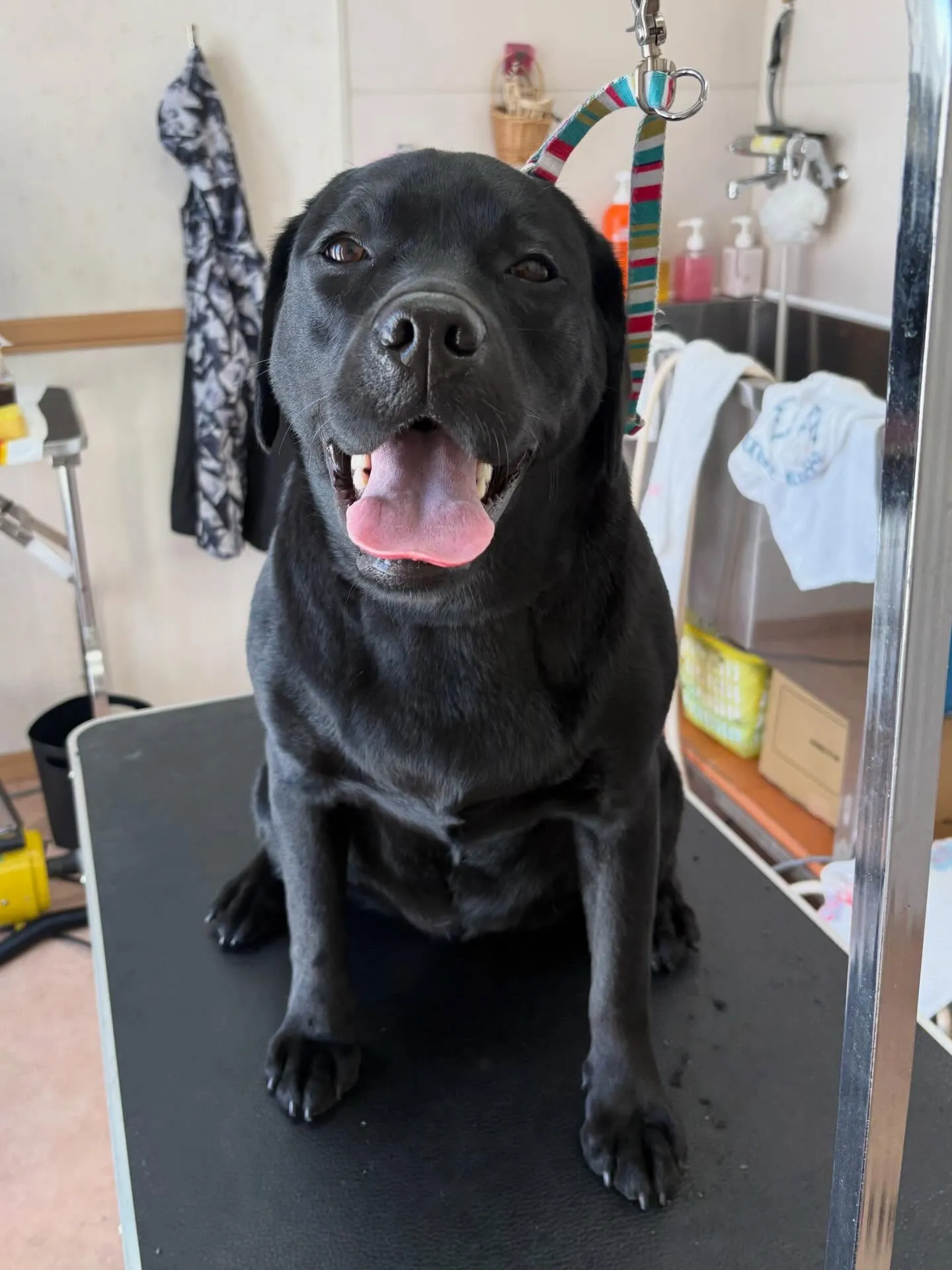 犬のシャンプー🫧