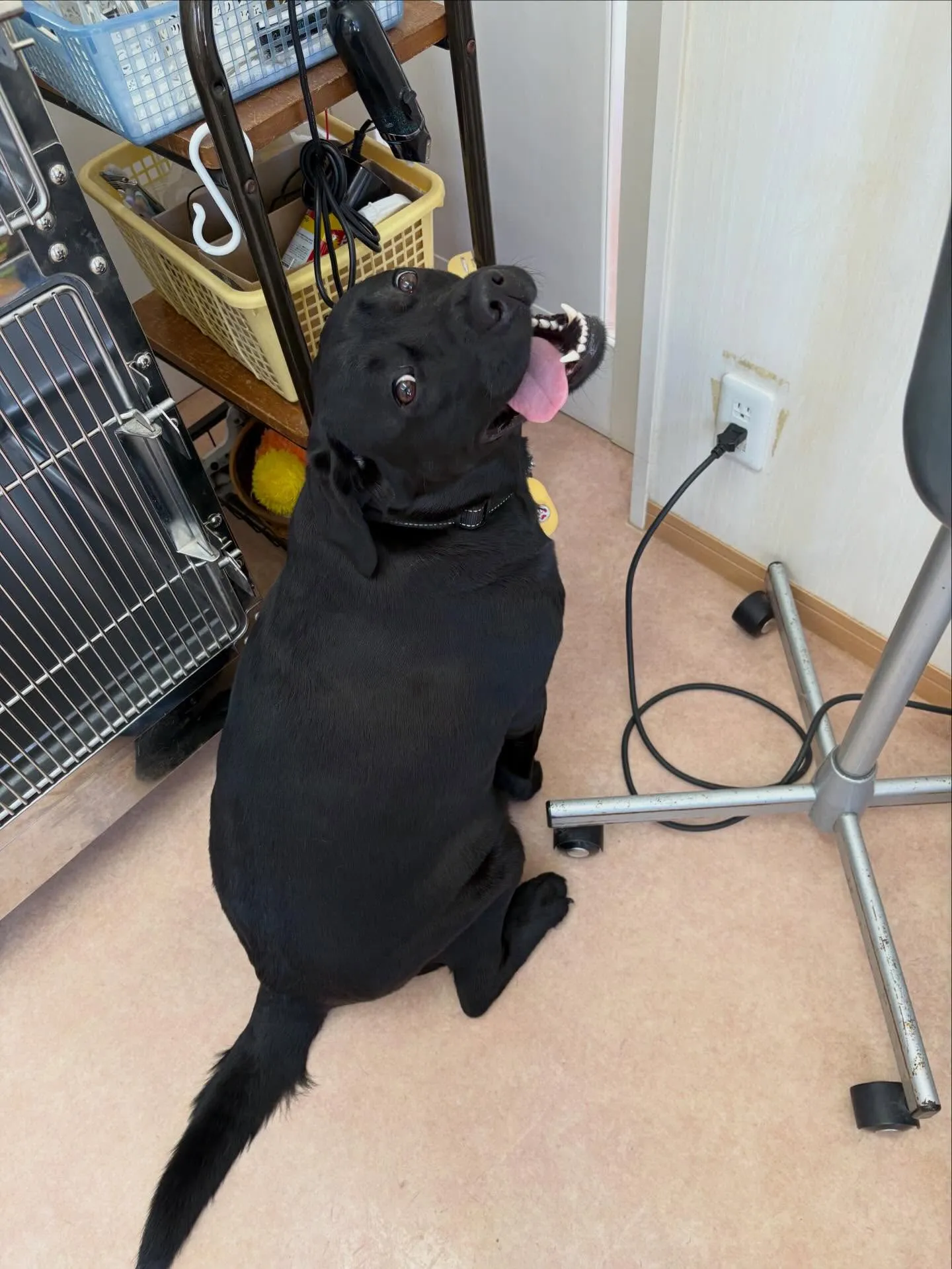 犬のシャンプー🫧