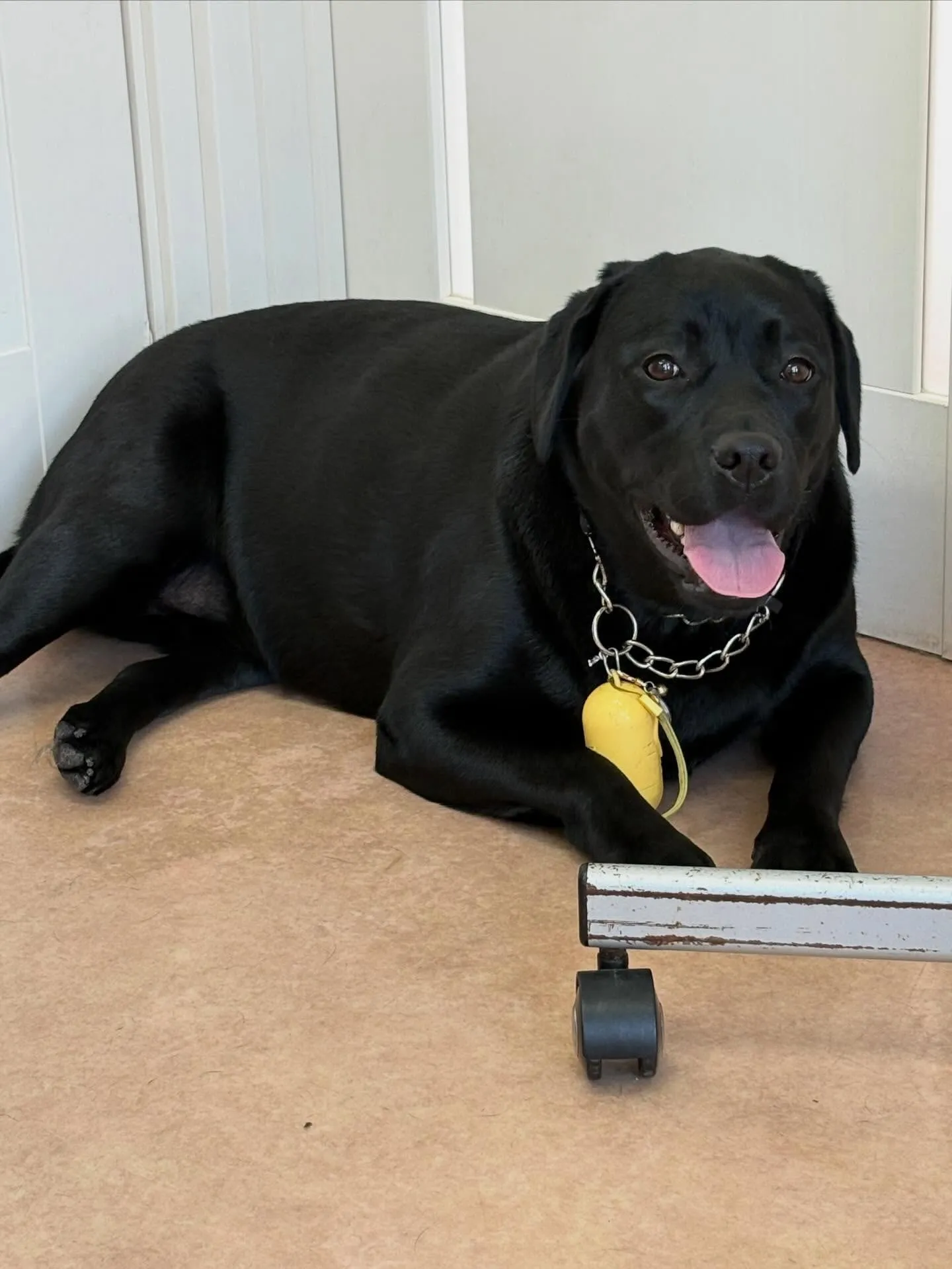 犬のシャンプー🫧