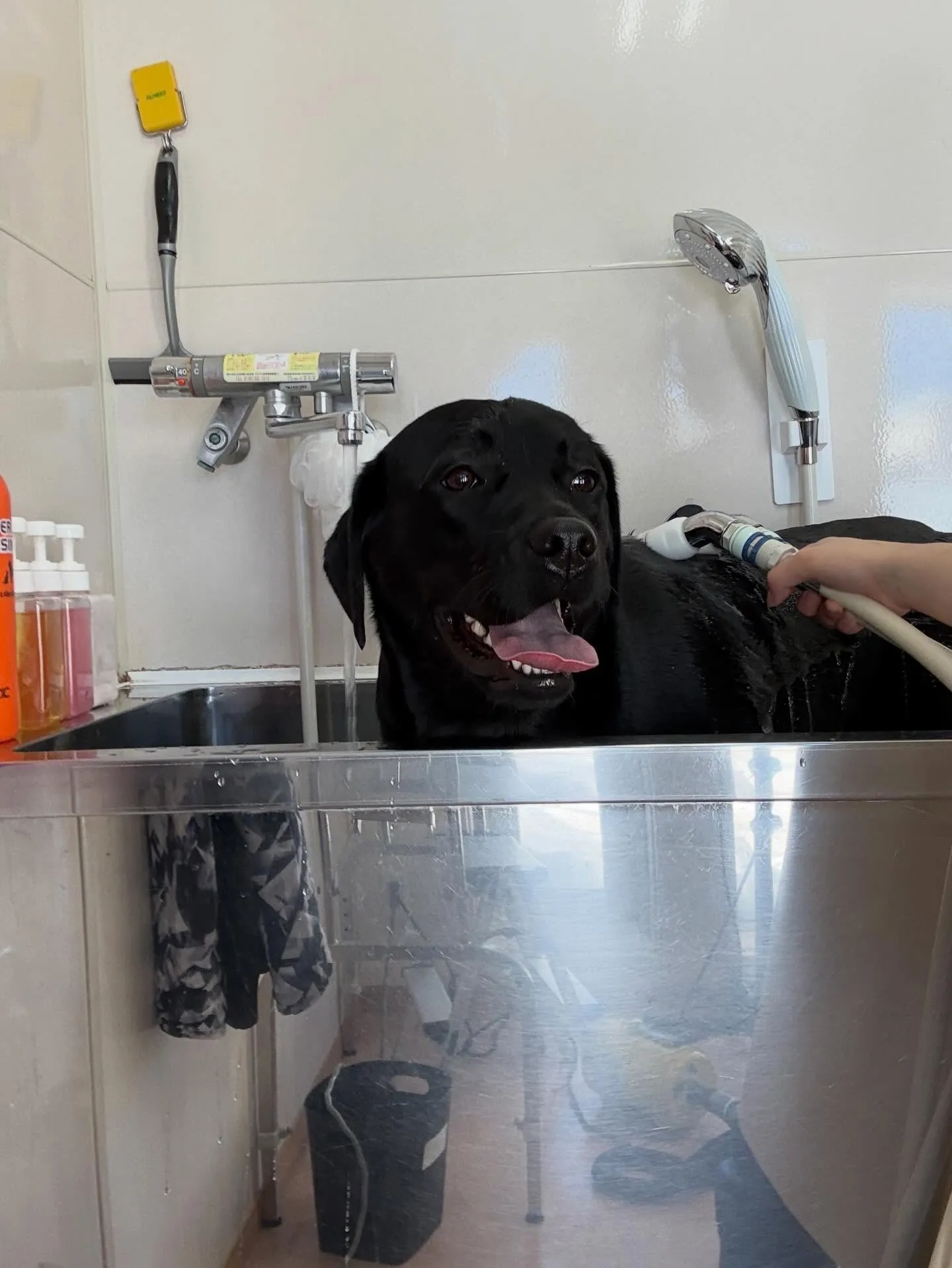 犬のシャンプー🫧
