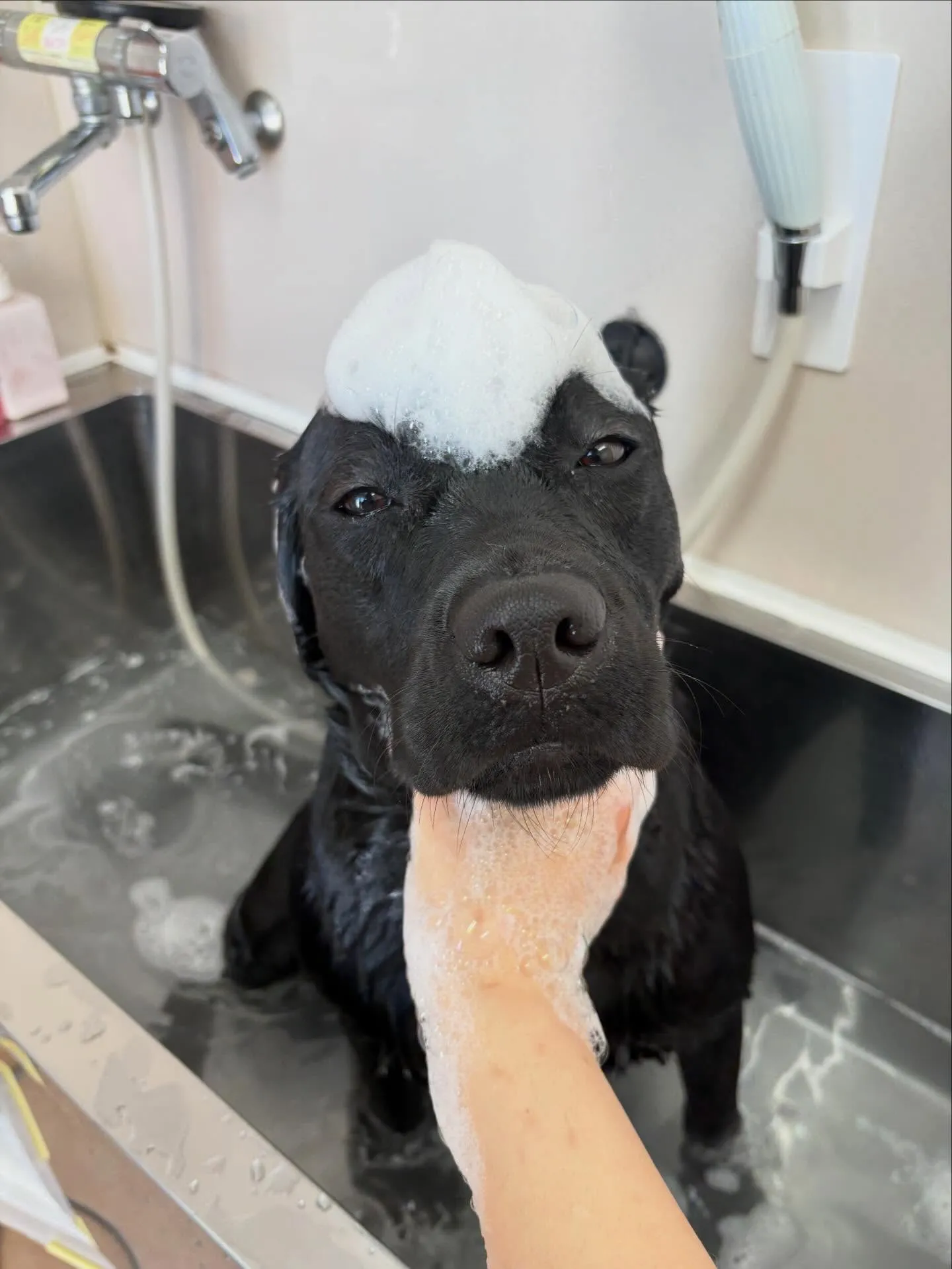 犬のシャンプー🫧