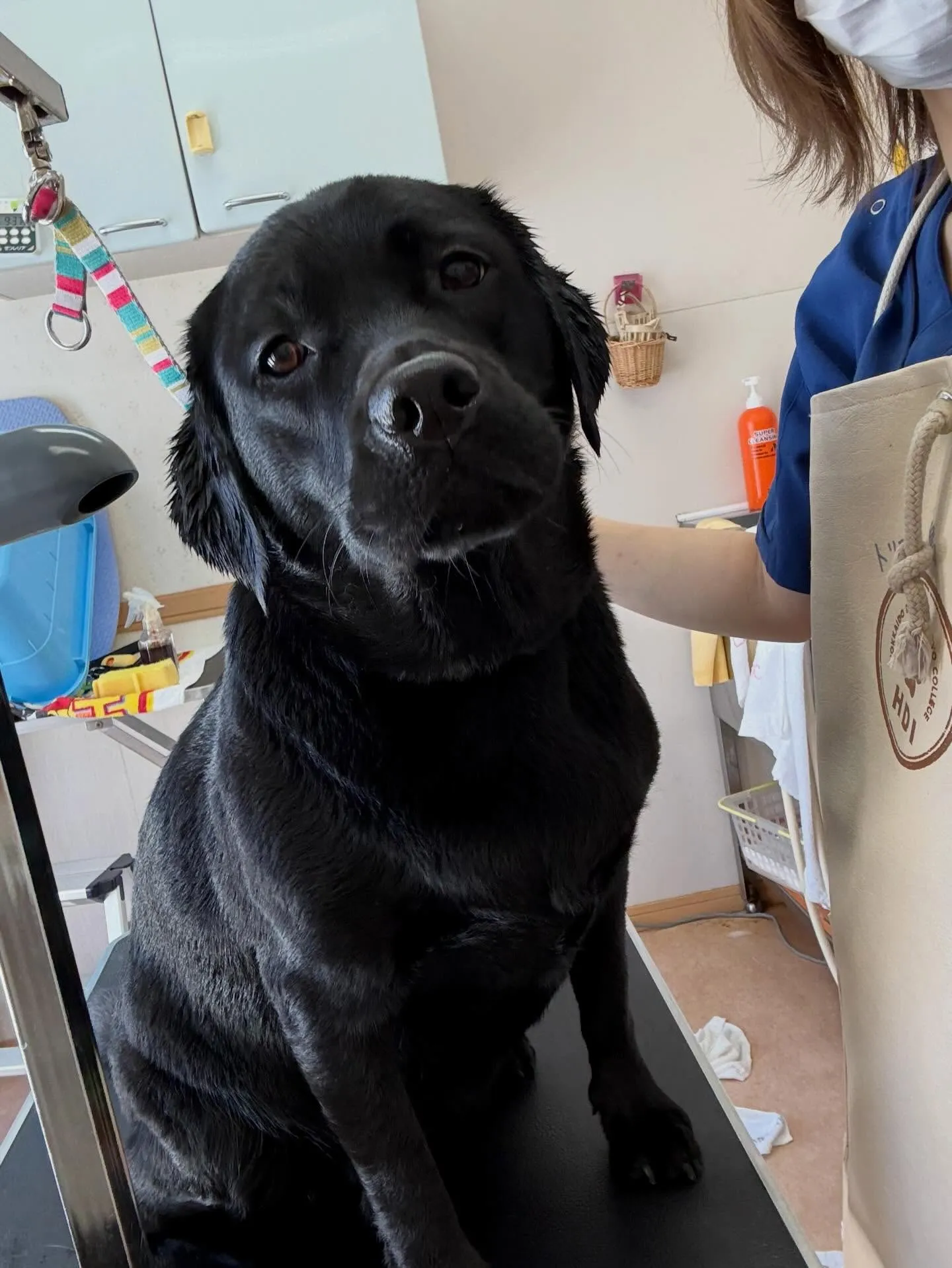 犬のシャンプー🫧