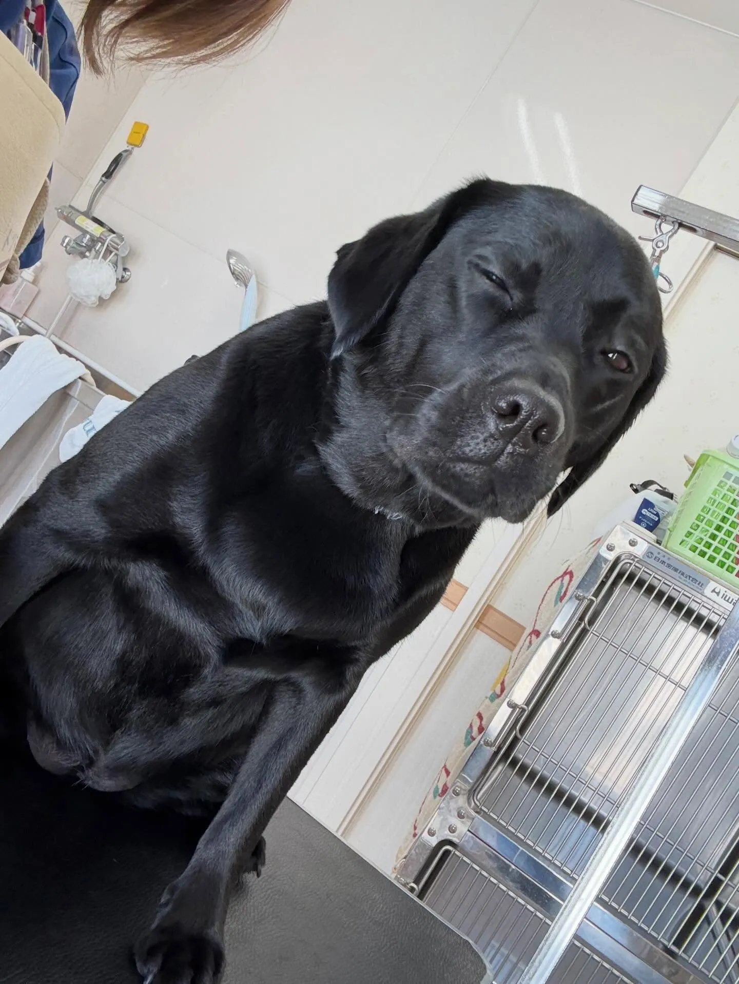 犬のシャンプー🫧