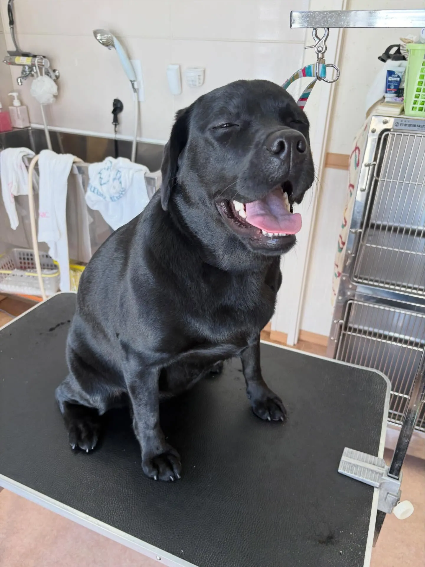 犬のシャンプー🫧