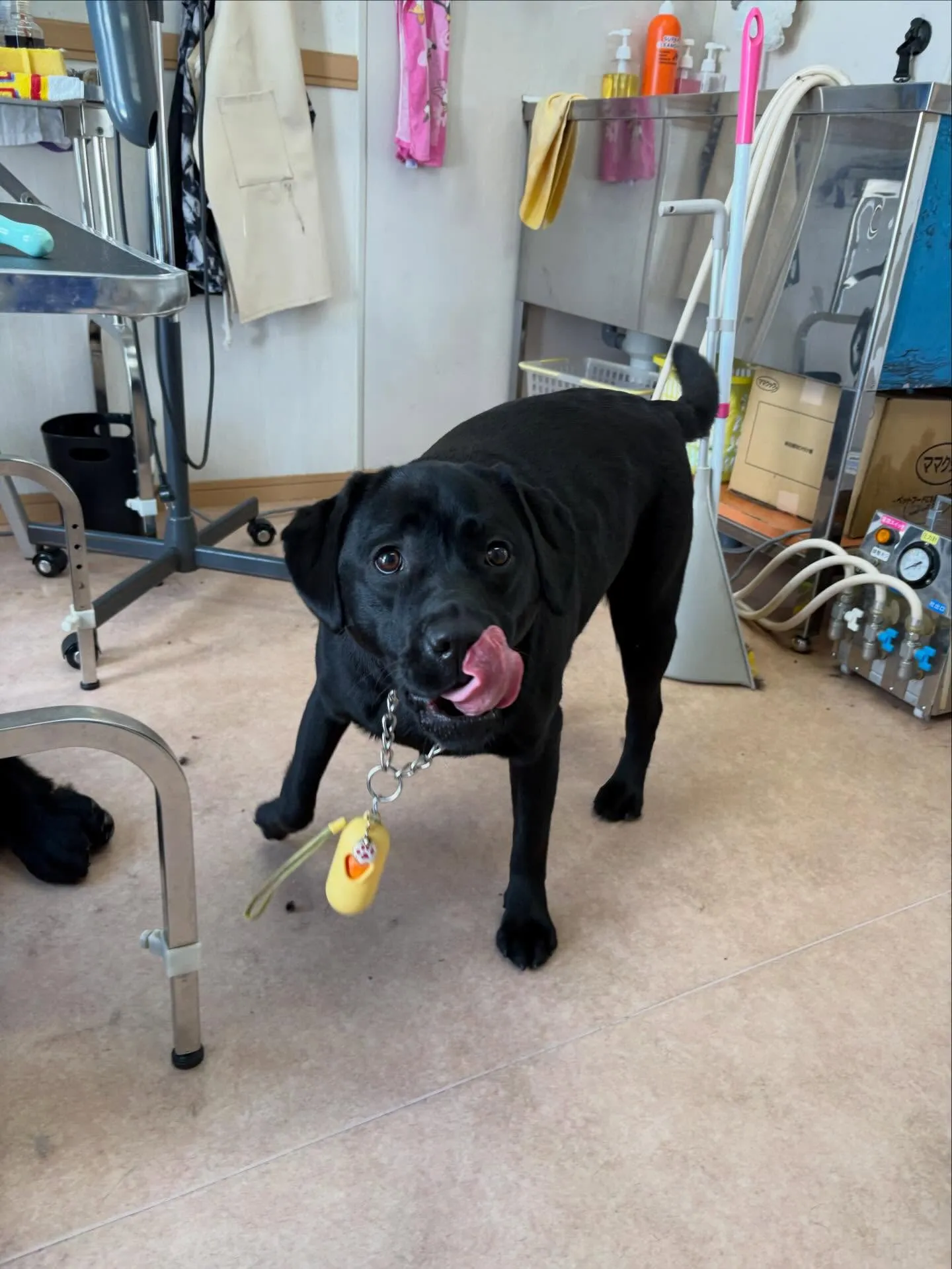 犬のシャンプー🫧