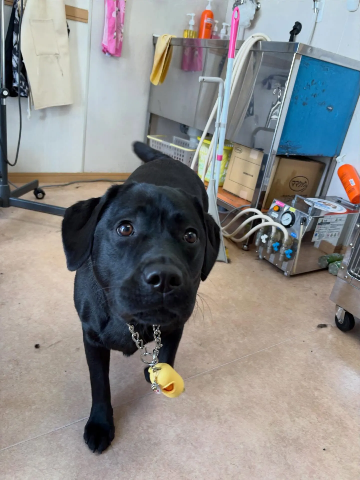 犬のシャンプー🫧